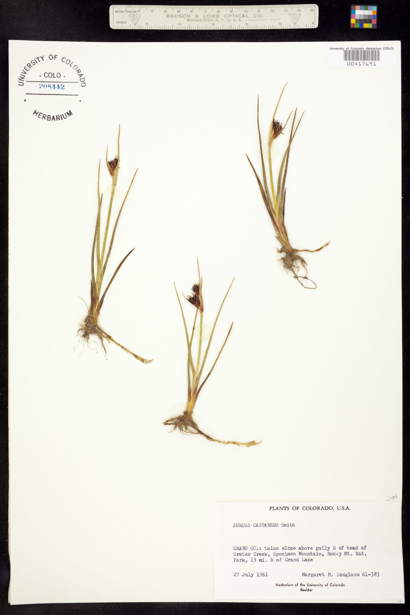 Juncus castaneus image