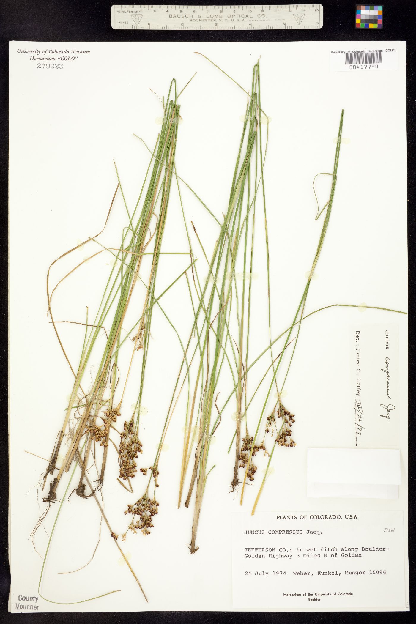 Juncus compressus image