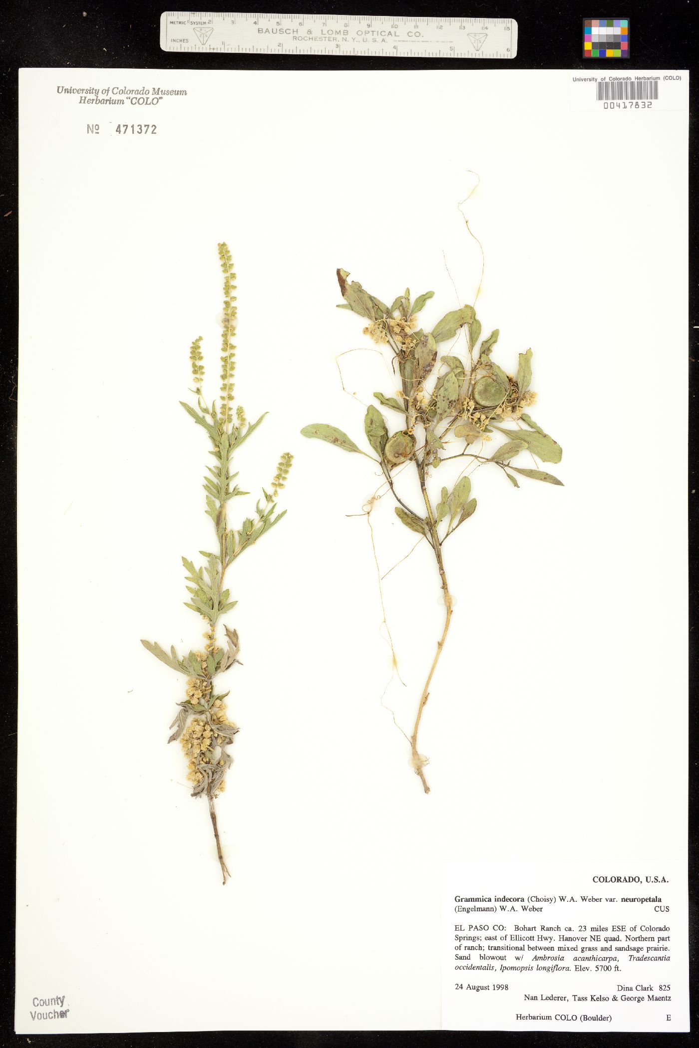 Grammica indecora var. neuropetala image