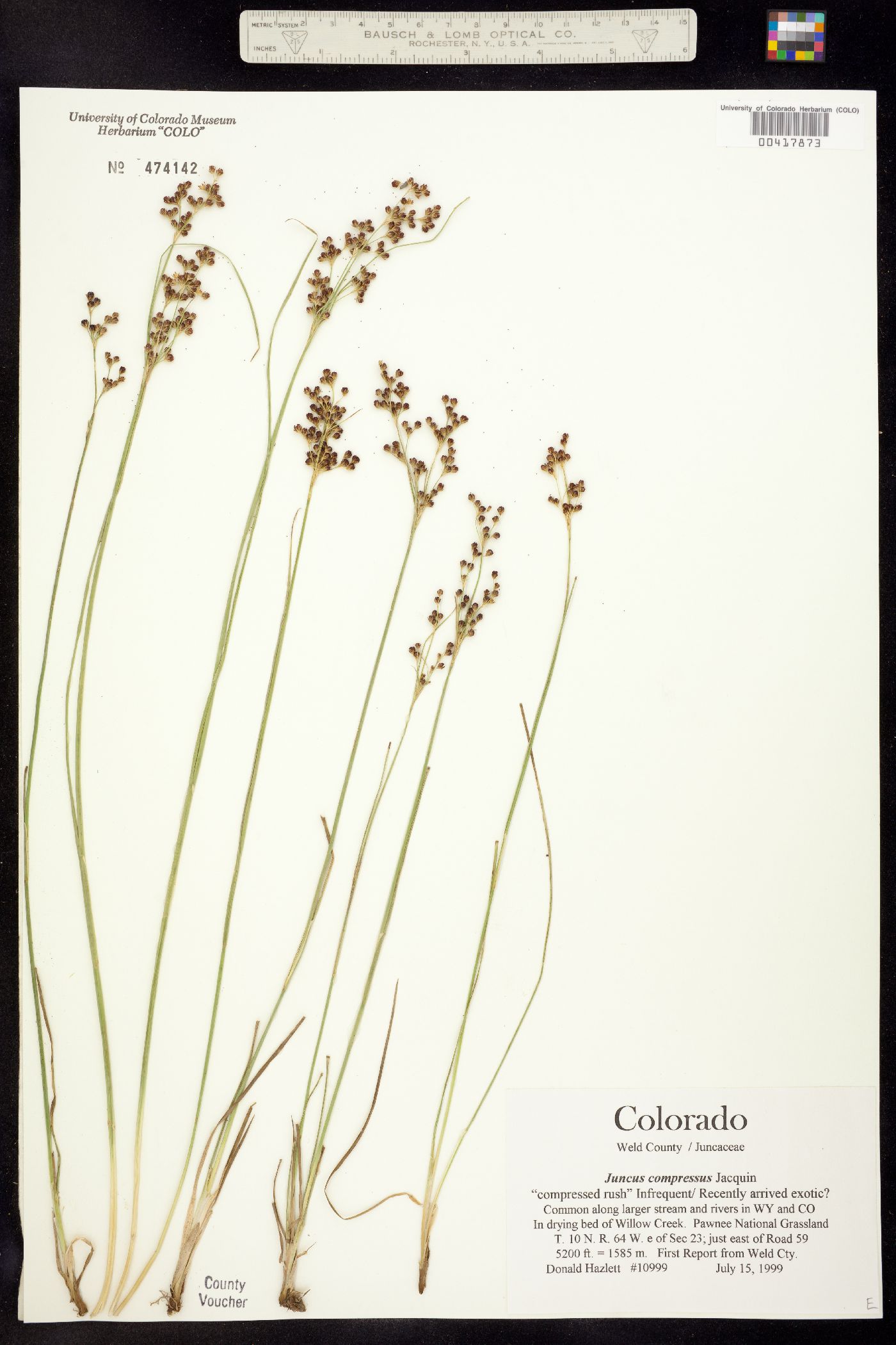 Juncus compressus image