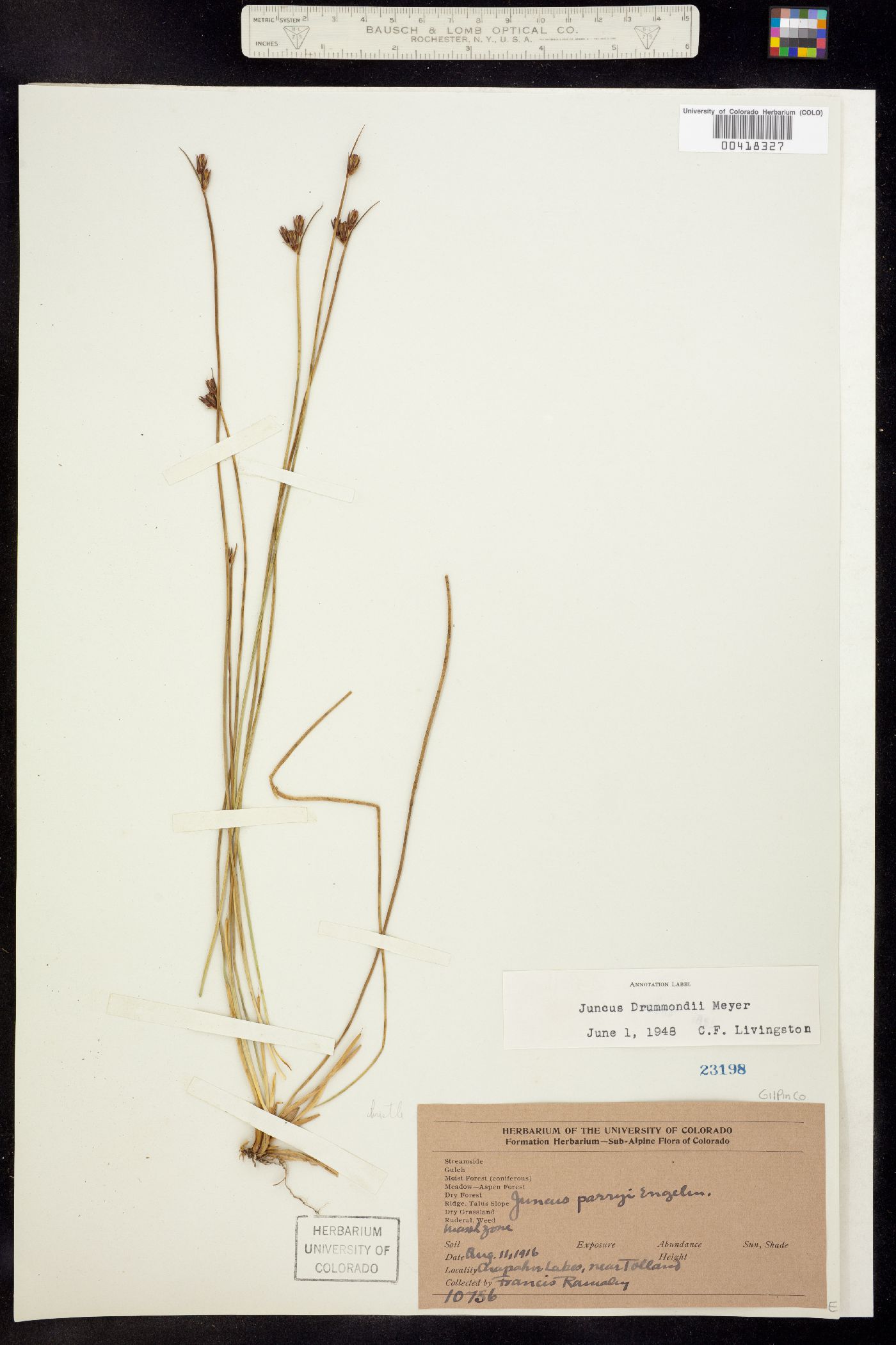 Juncus image
