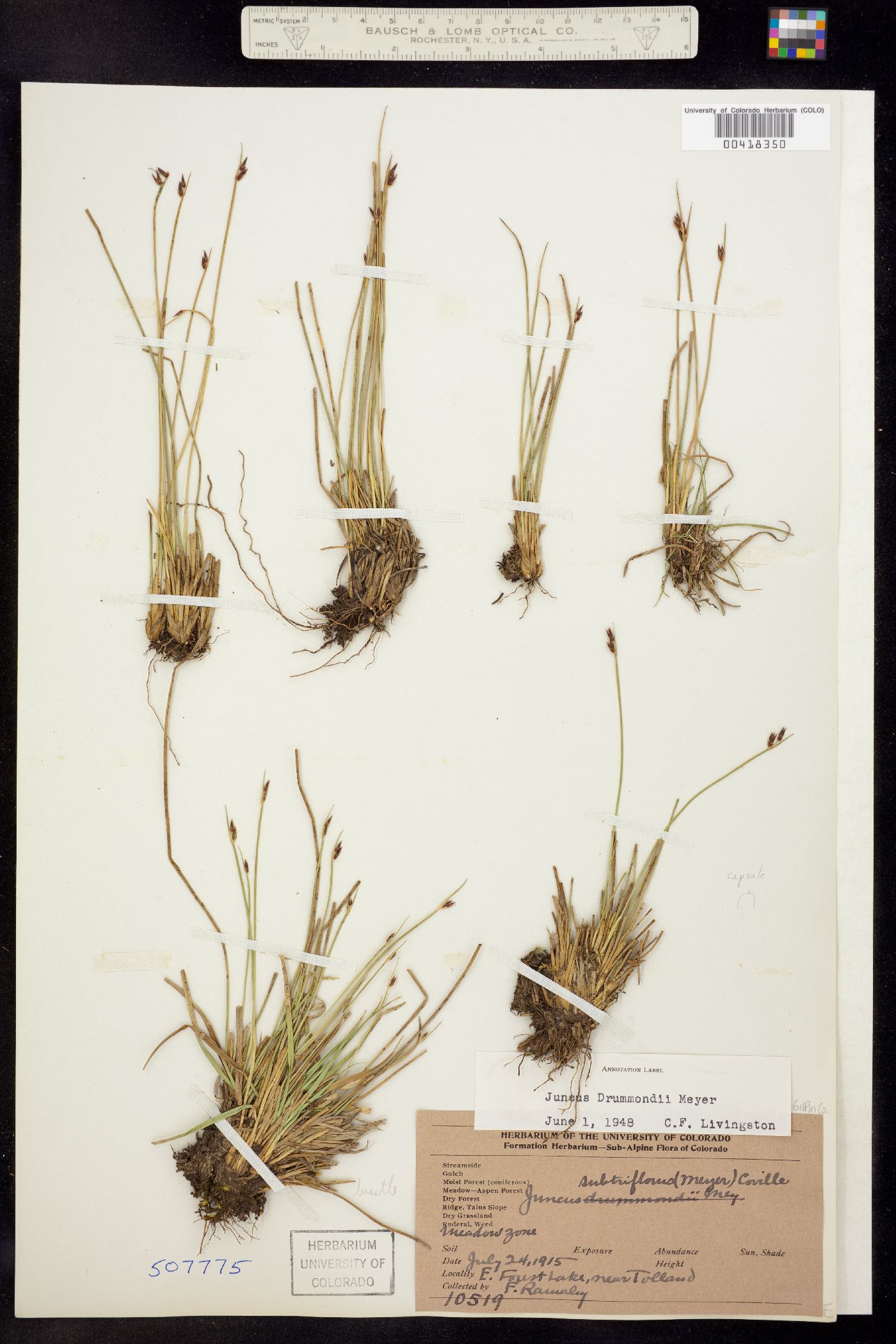 Juncus drummondii image