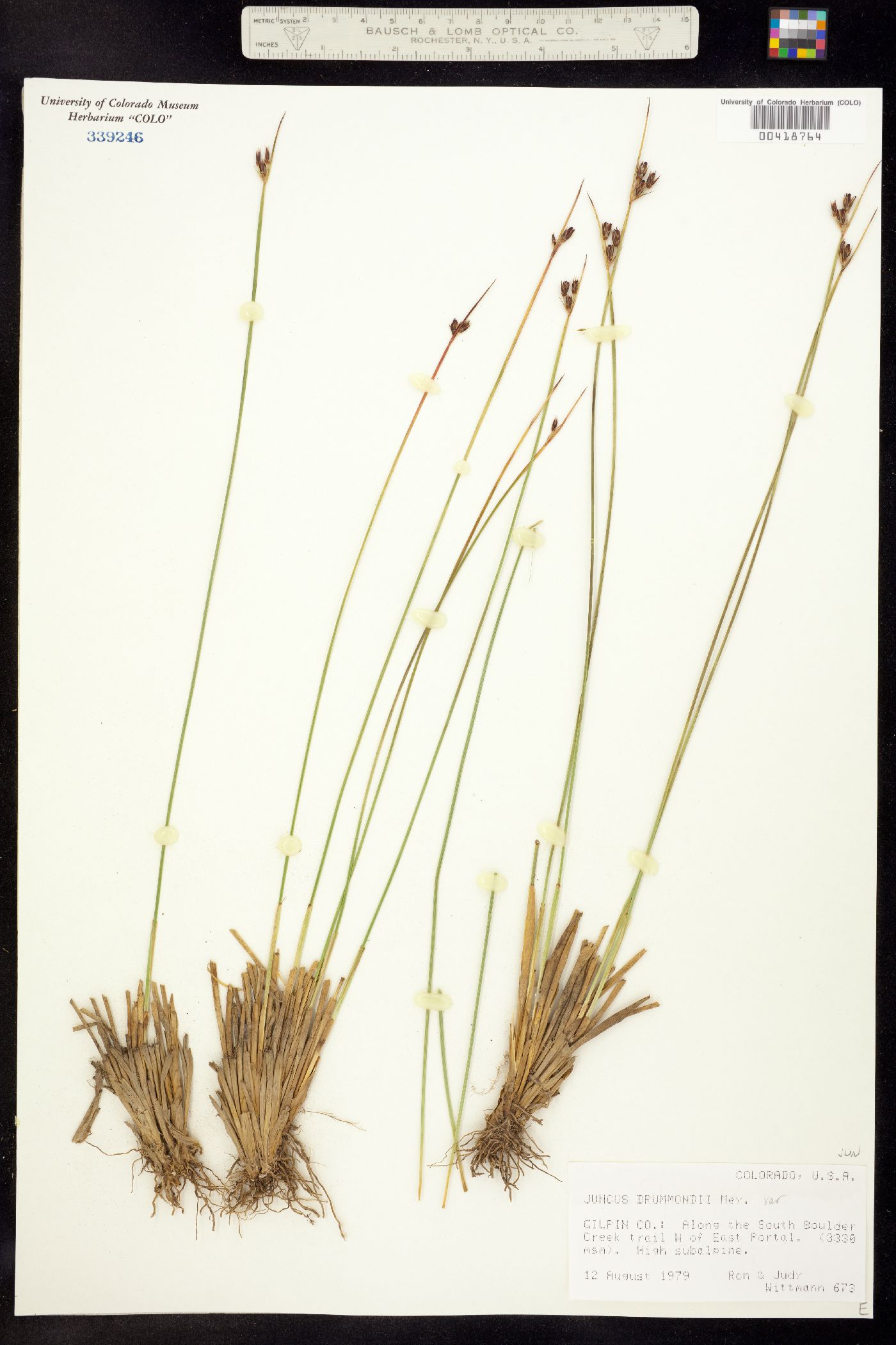 Juncus drummondii image