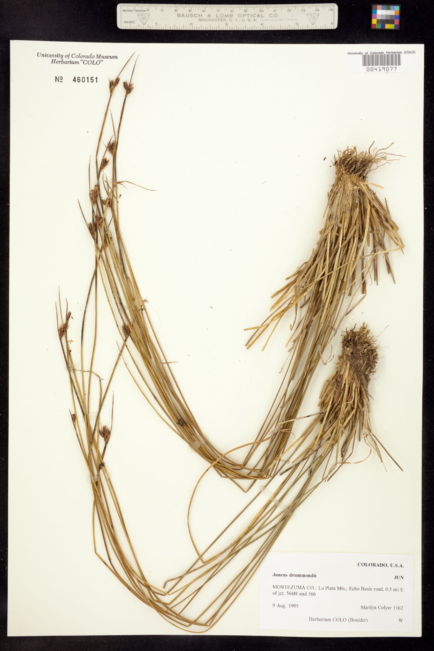 Juncus drummondii image