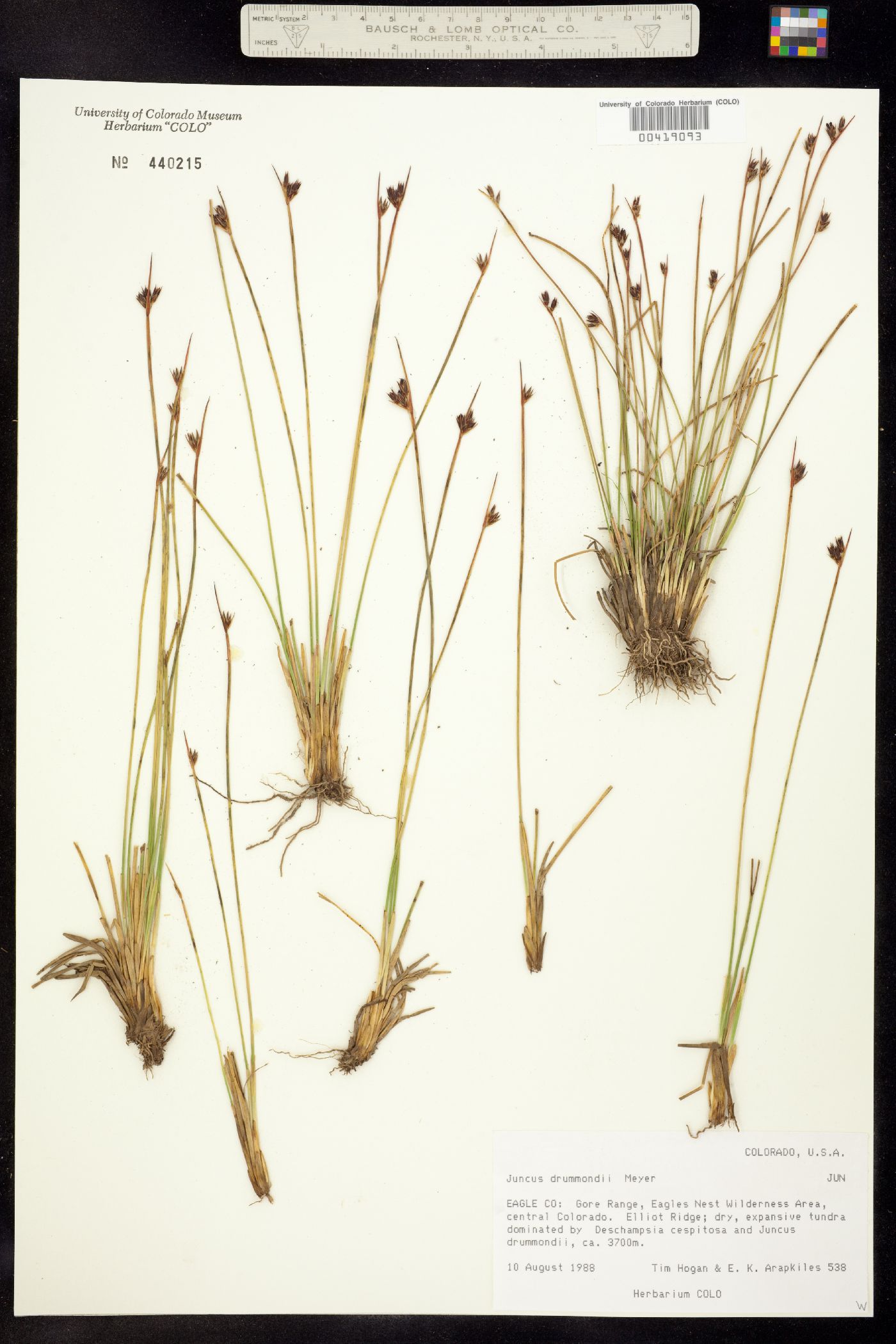 Juncus drummondii image