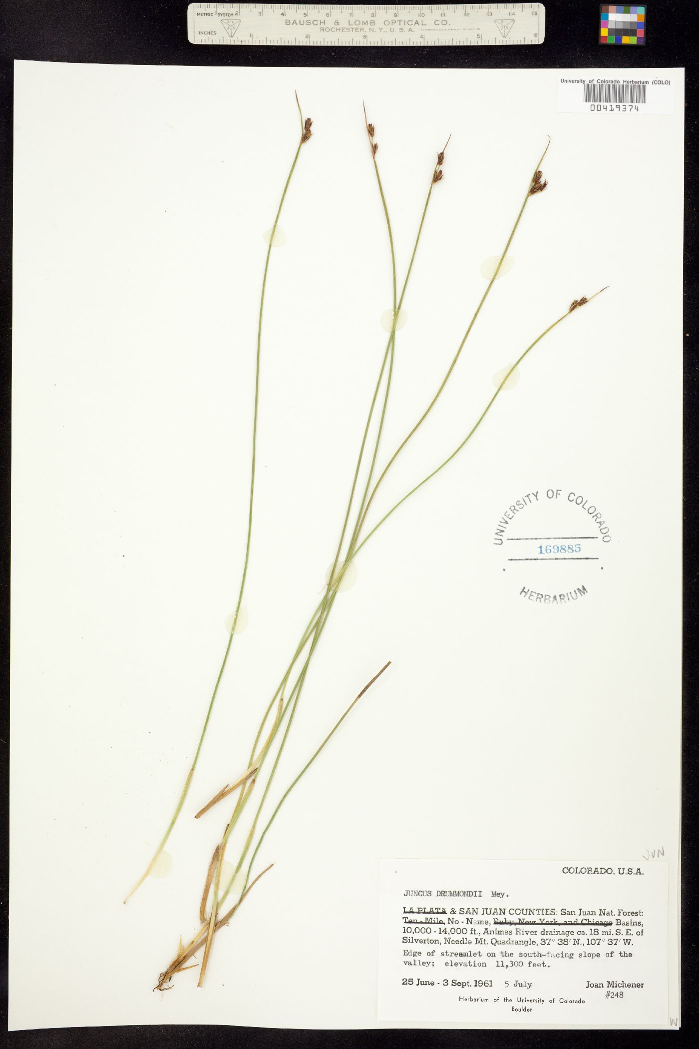 Juncus drummondii image