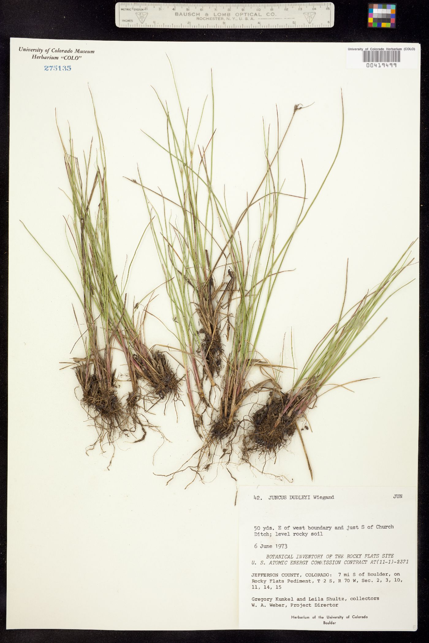 Juncus dudleyi image