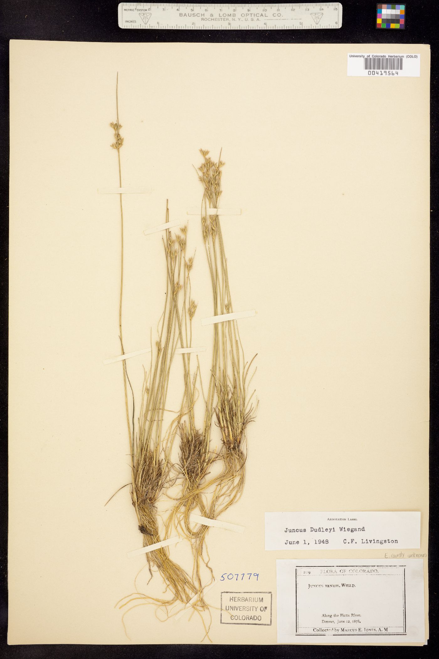 Juncus dudleyi image