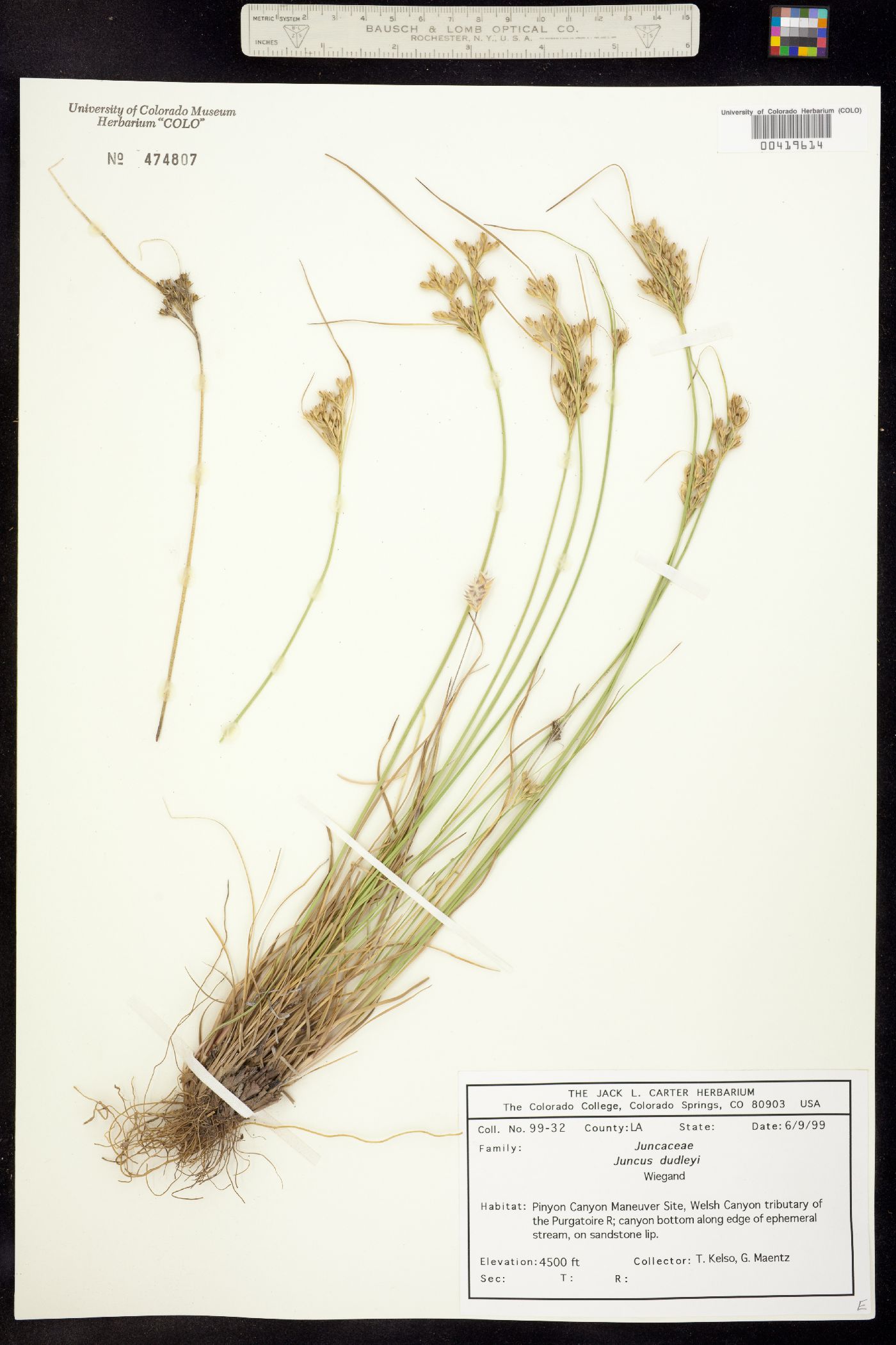 Juncus image