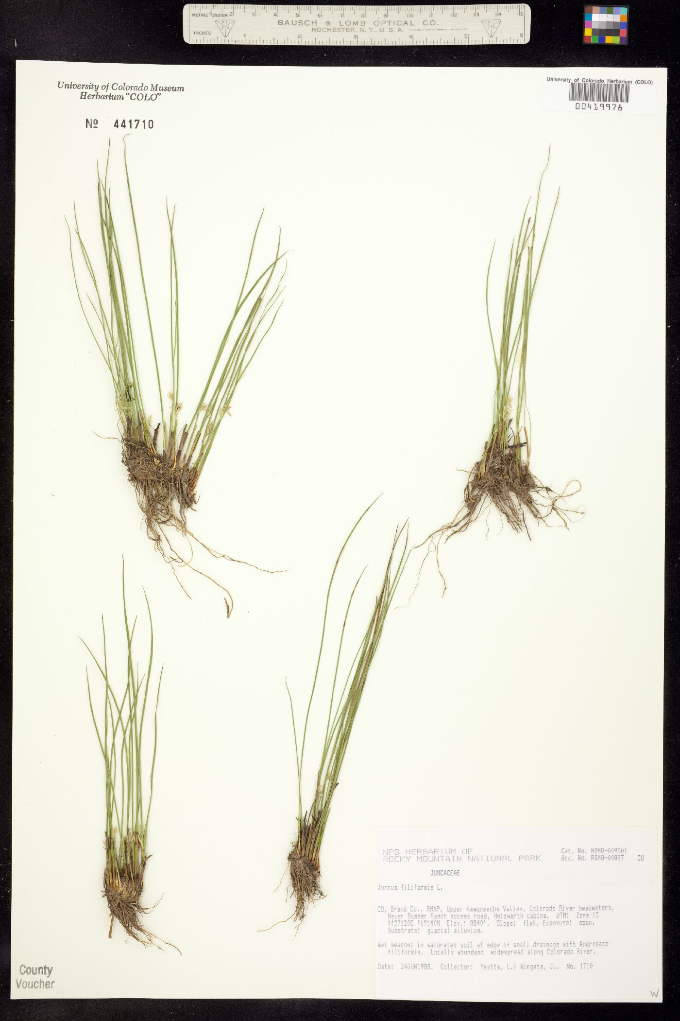 Juncus filiformis image