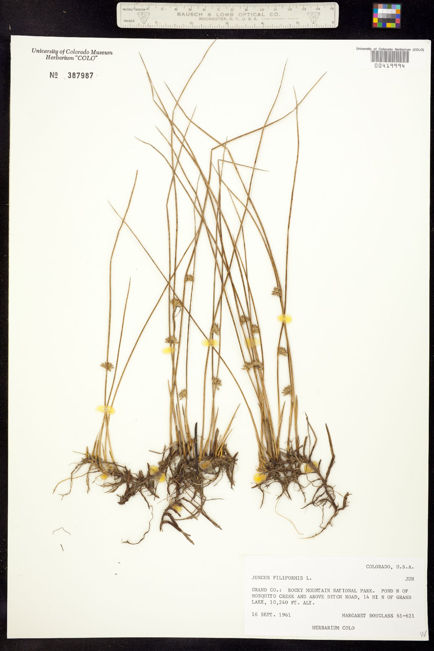 Juncus filiformis image