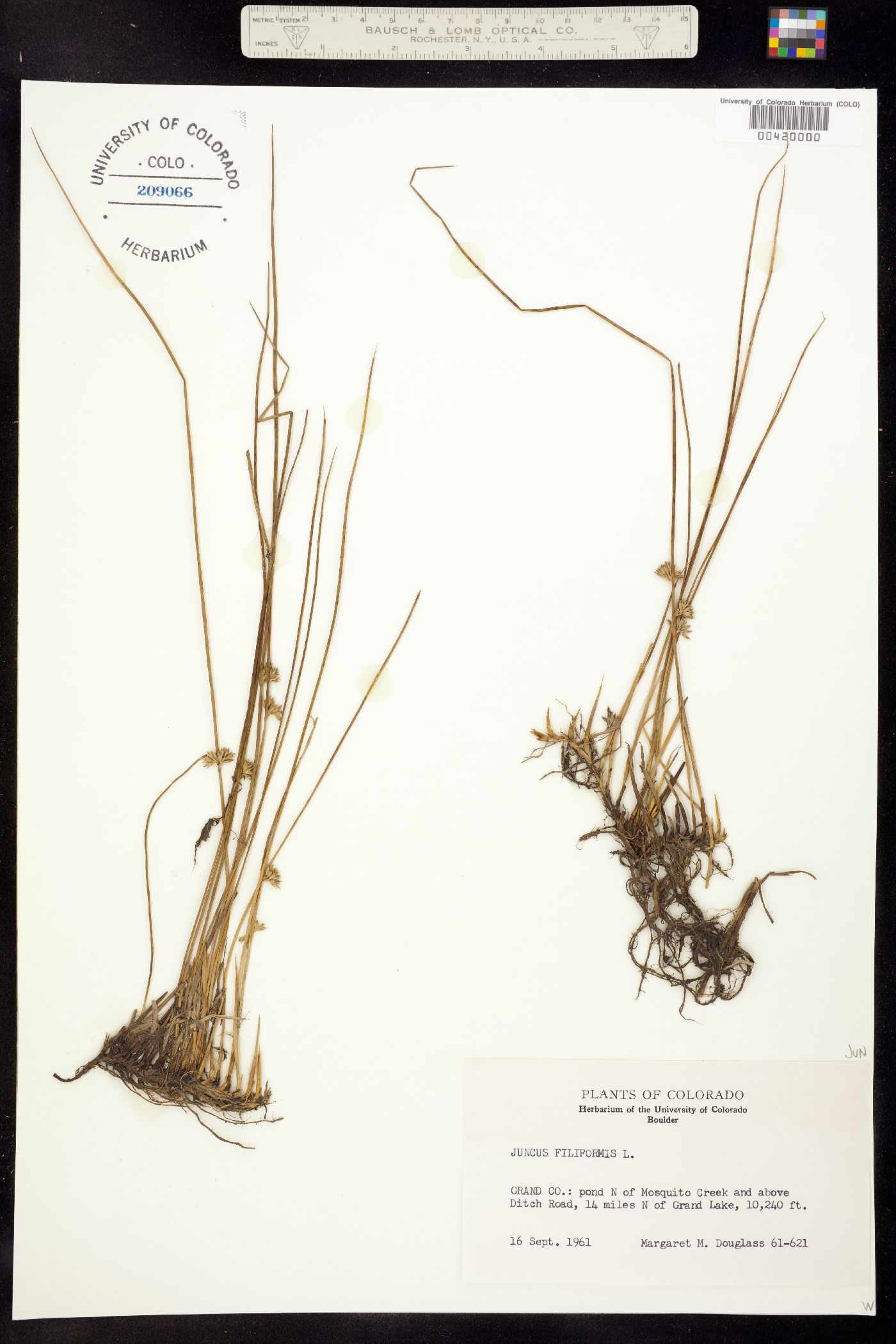Juncus filiformis image