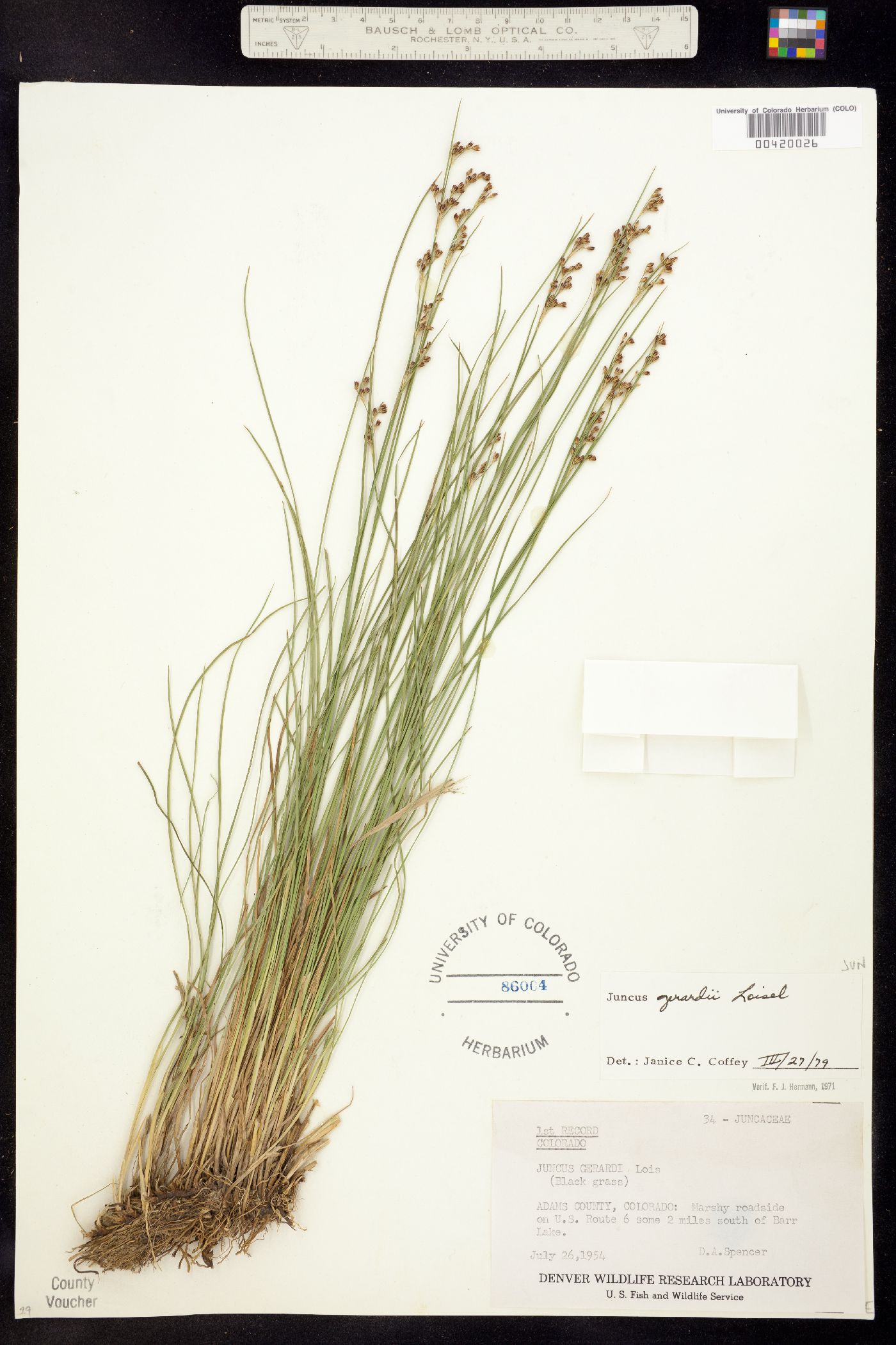 Juncus gerardii image