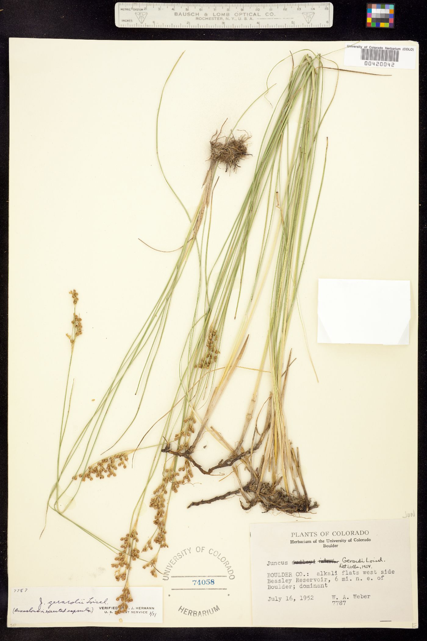 Juncus gerardii image