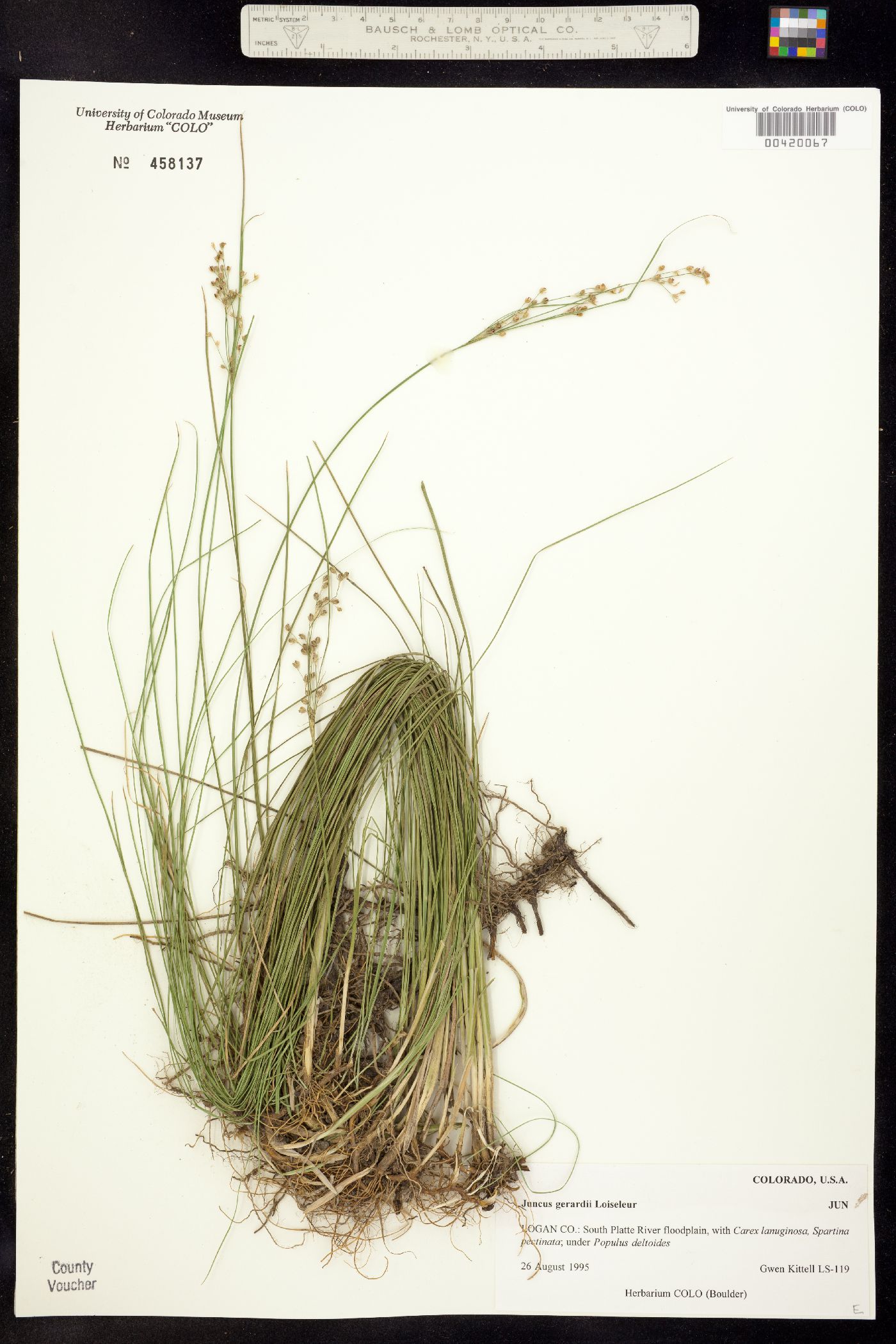 Juncus gerardii image