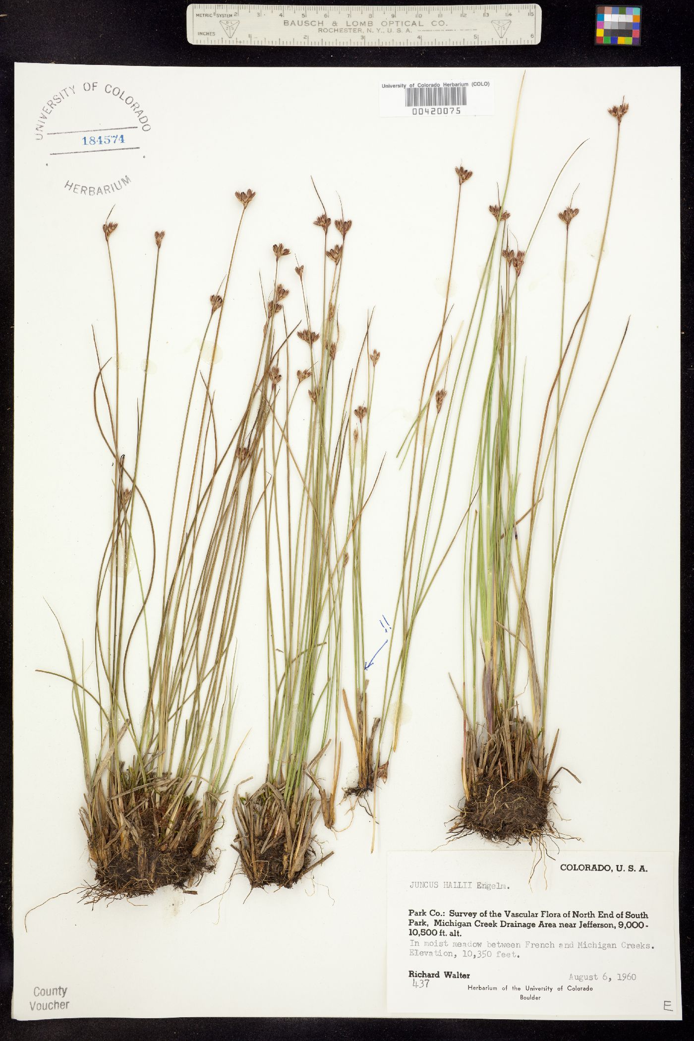 Juncus hallii image