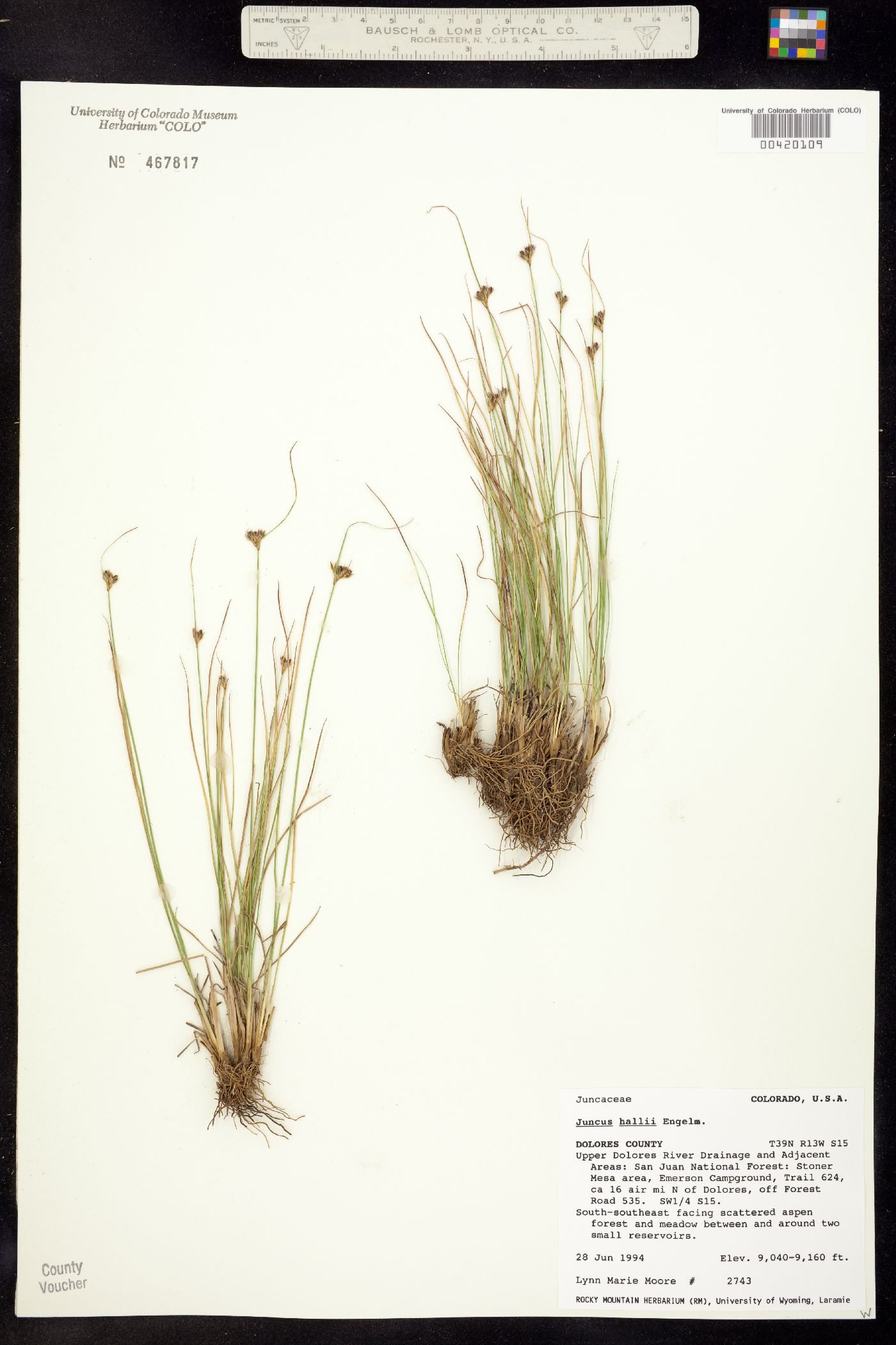 Juncus hallii image