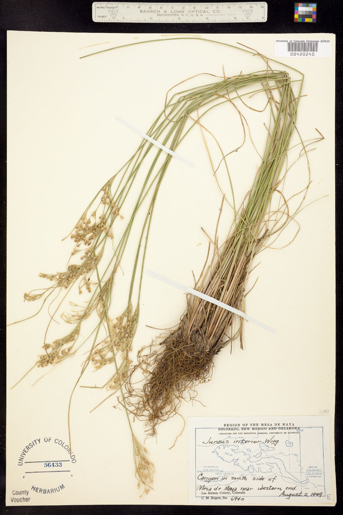Juncus interior image