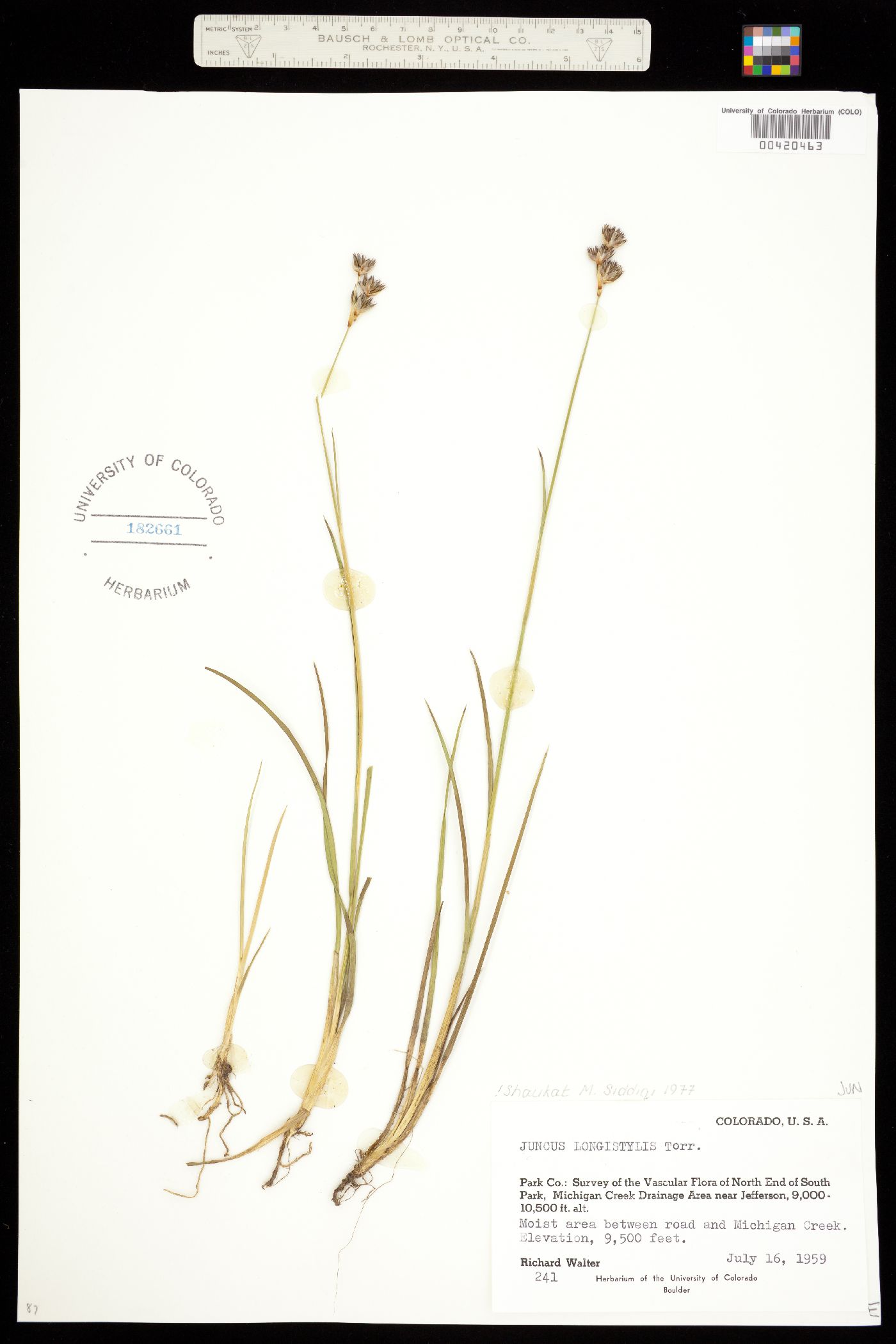 Juncus longistylis image