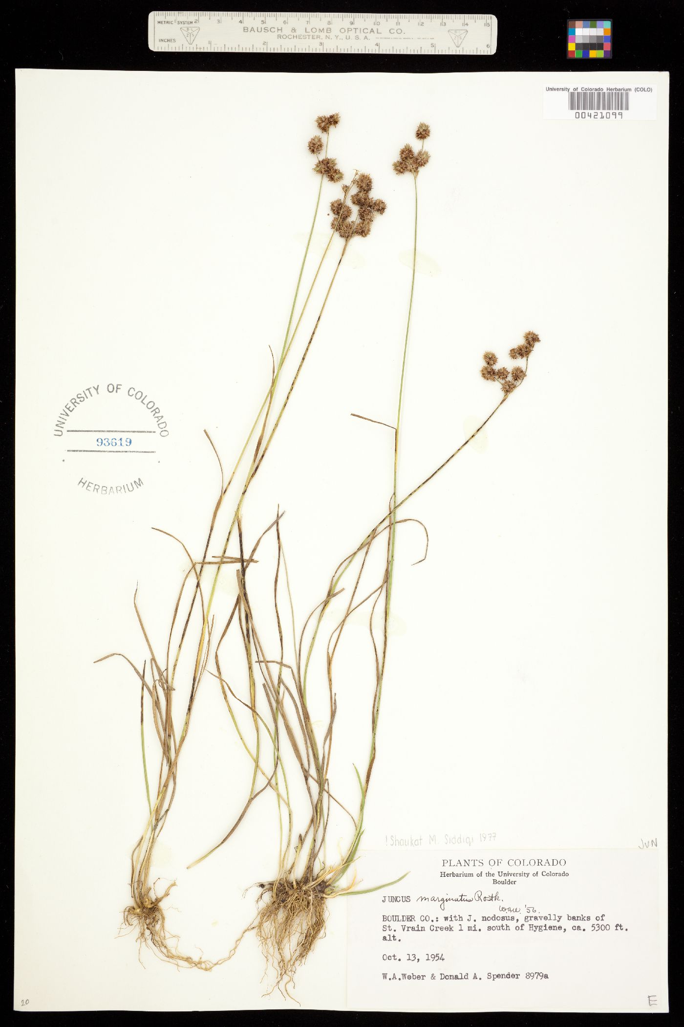 Juncus marginatus image