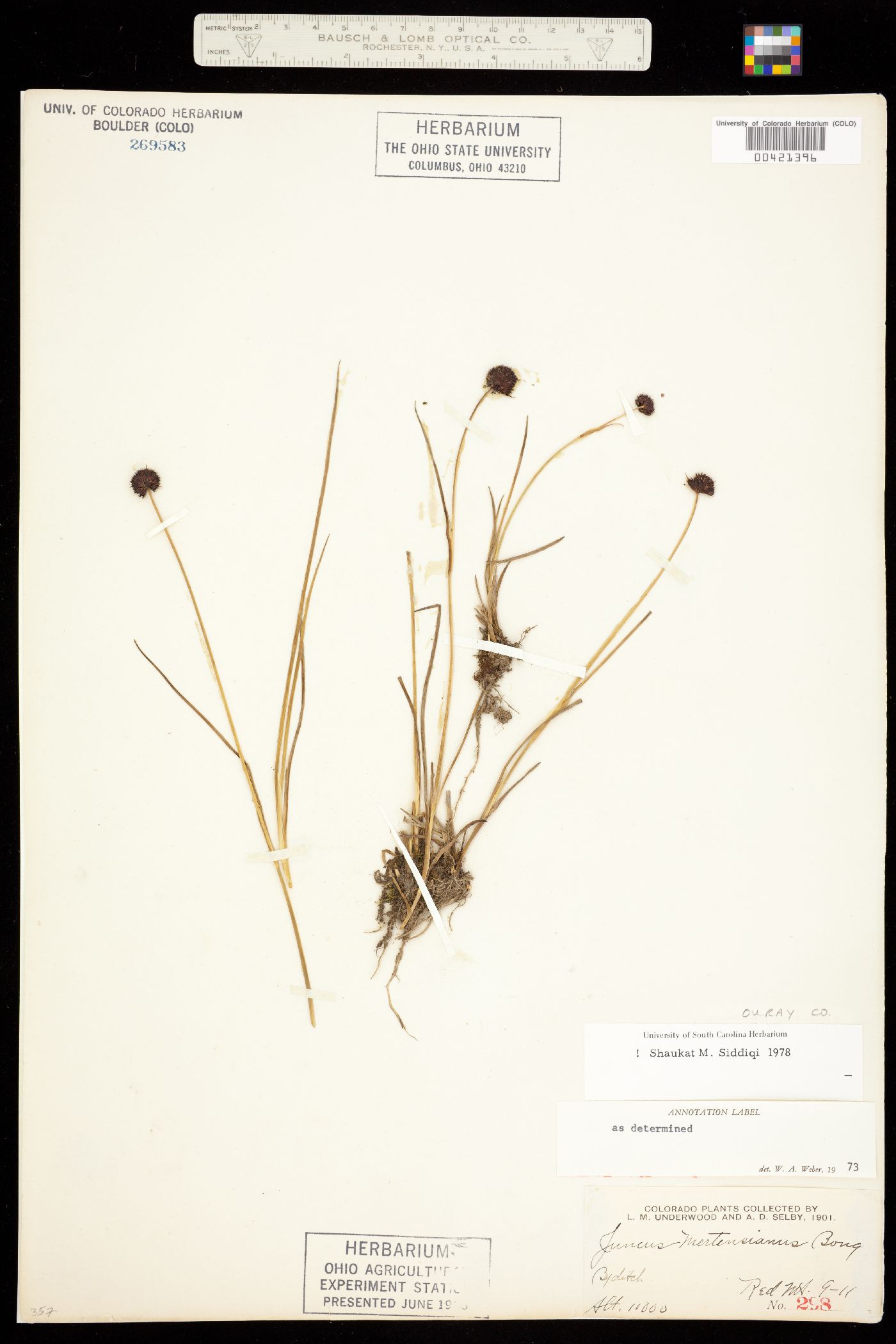 Juncus mertensianus image