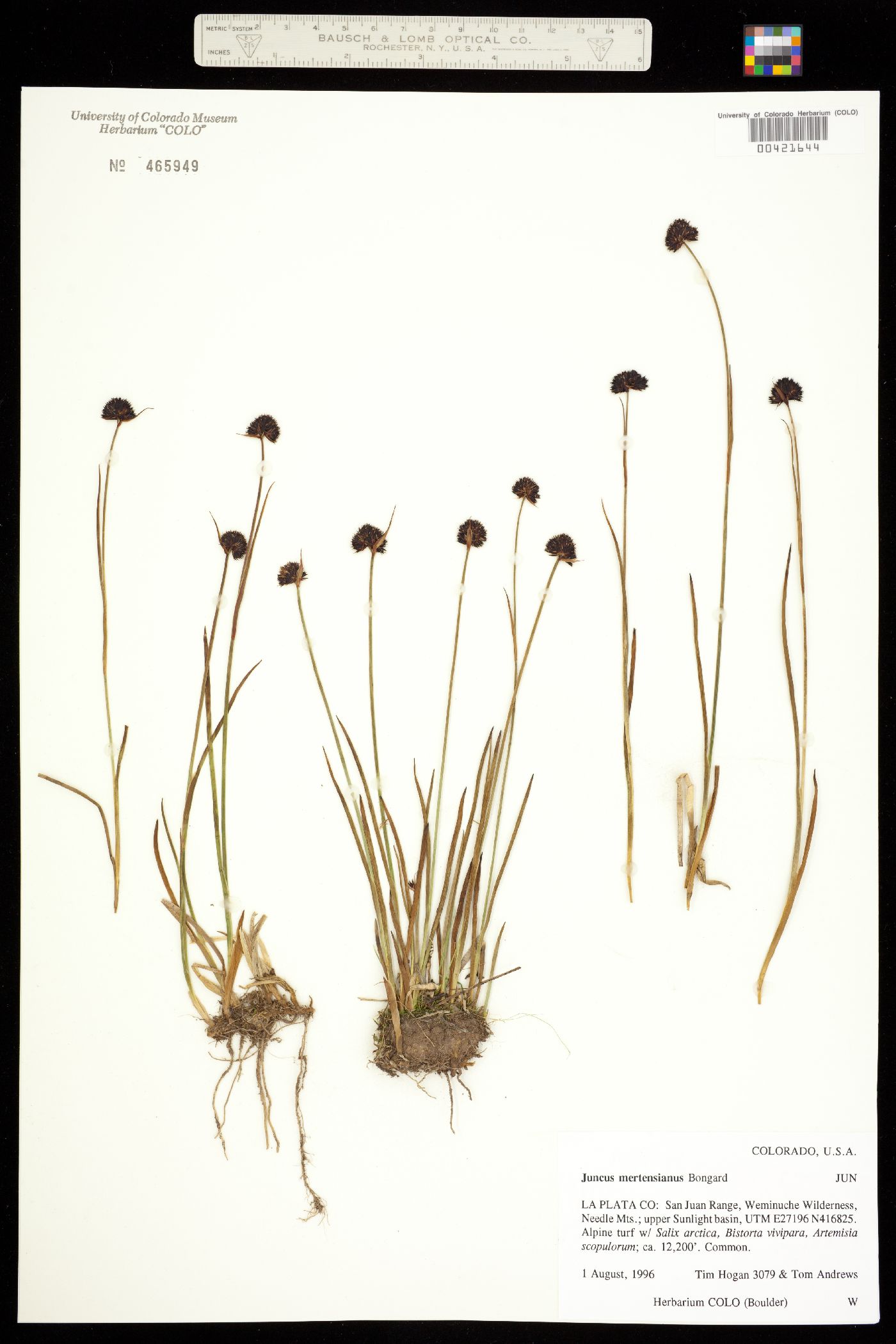 Juncus mertensianus image