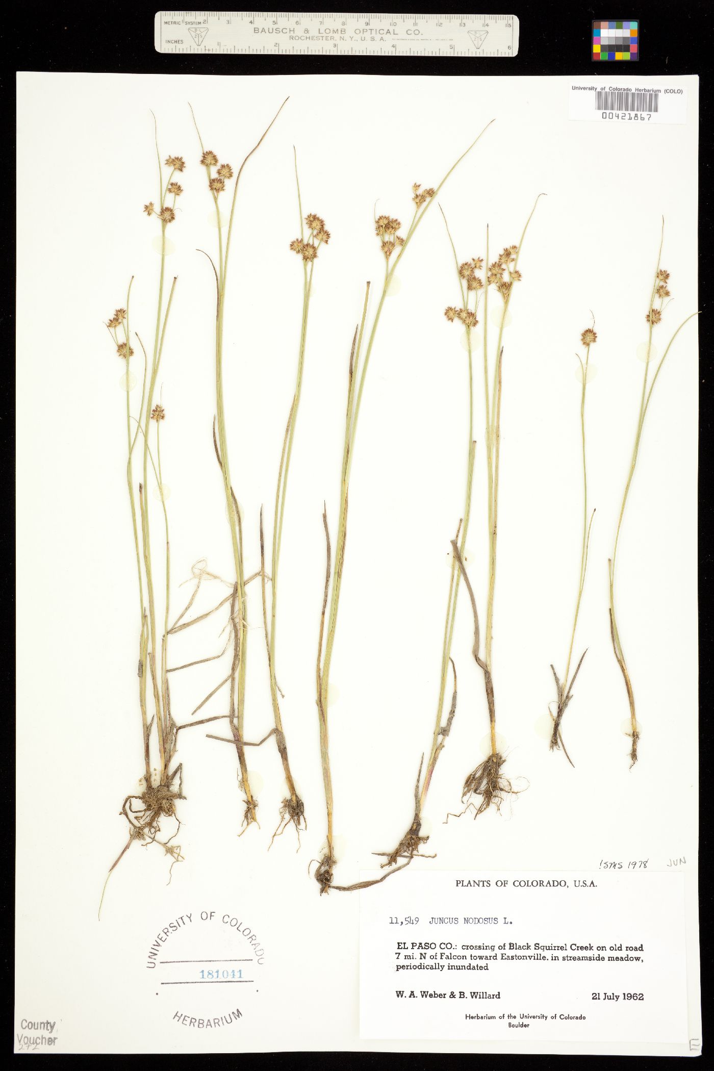 Juncus nodosus image