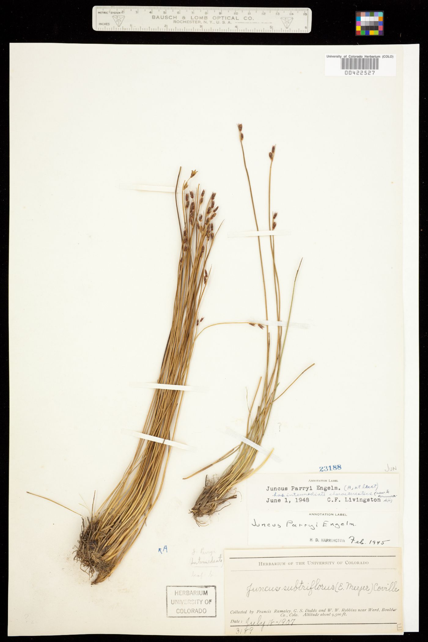 Juncus image