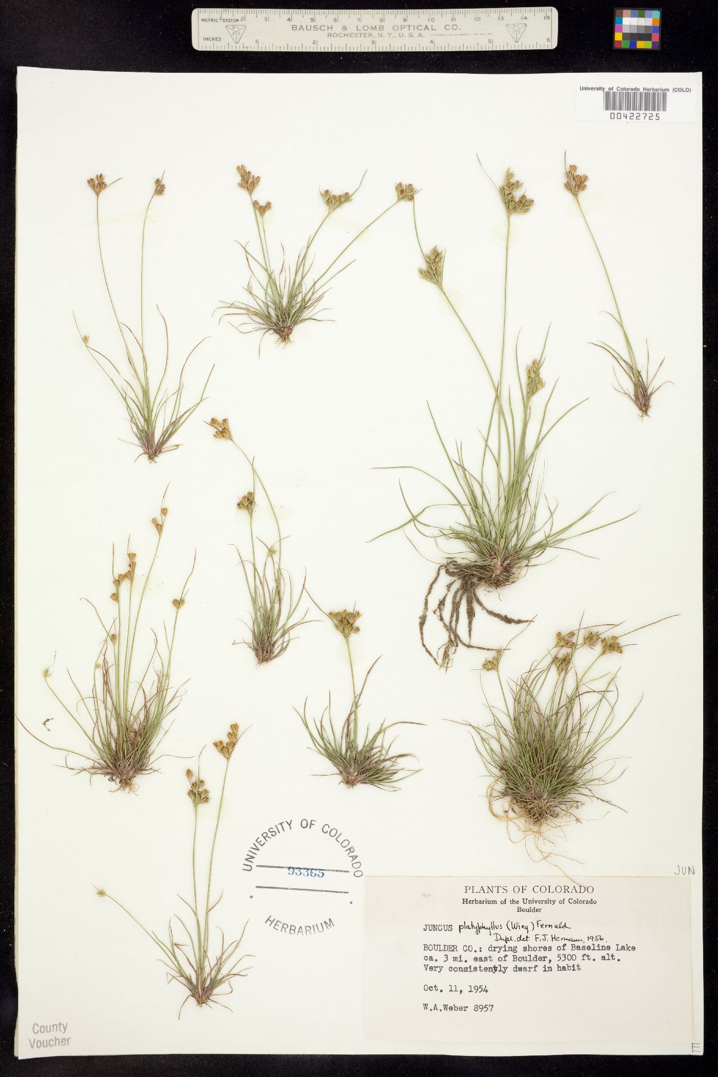 Juncus dichotomous image