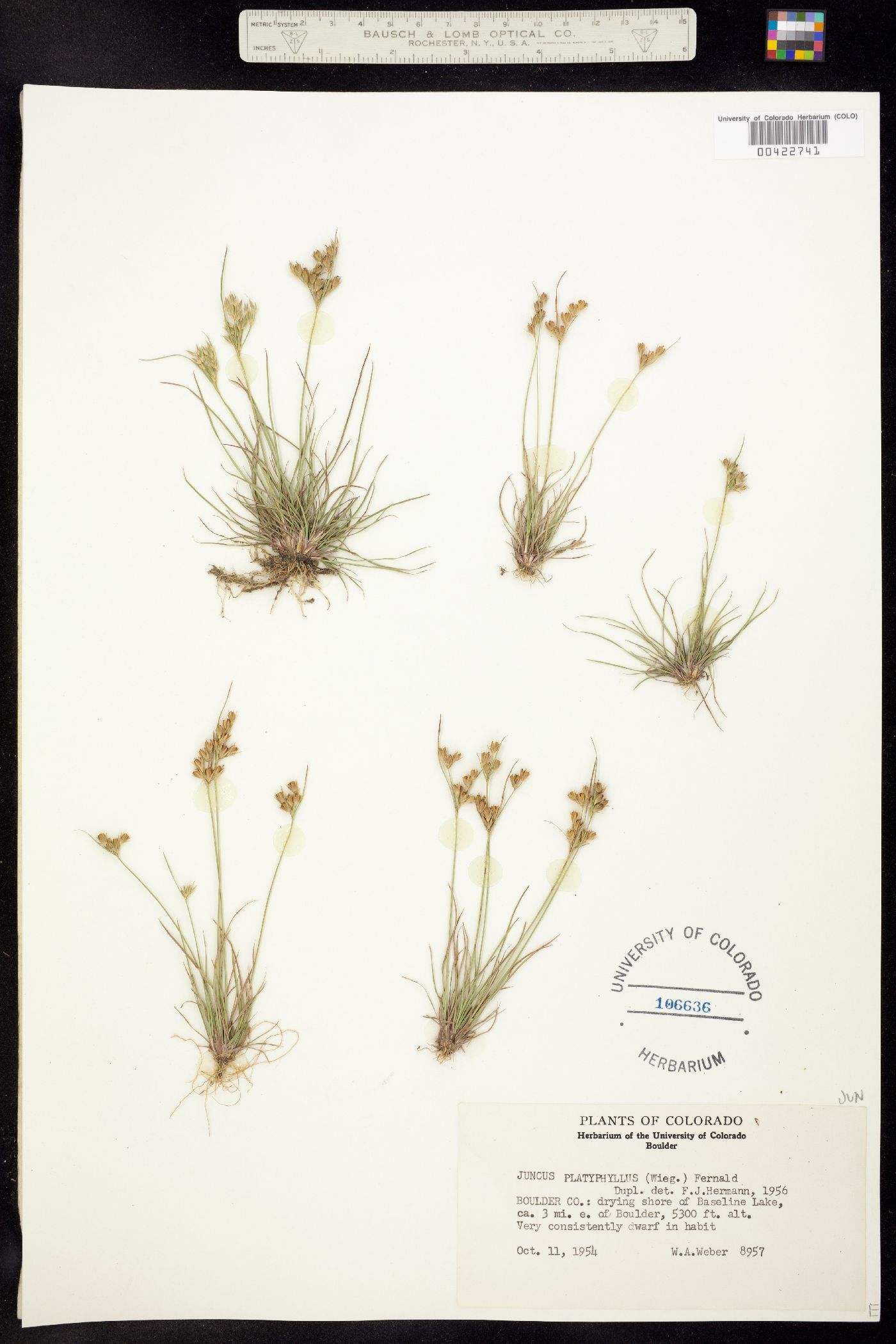 Juncus dichotomous image