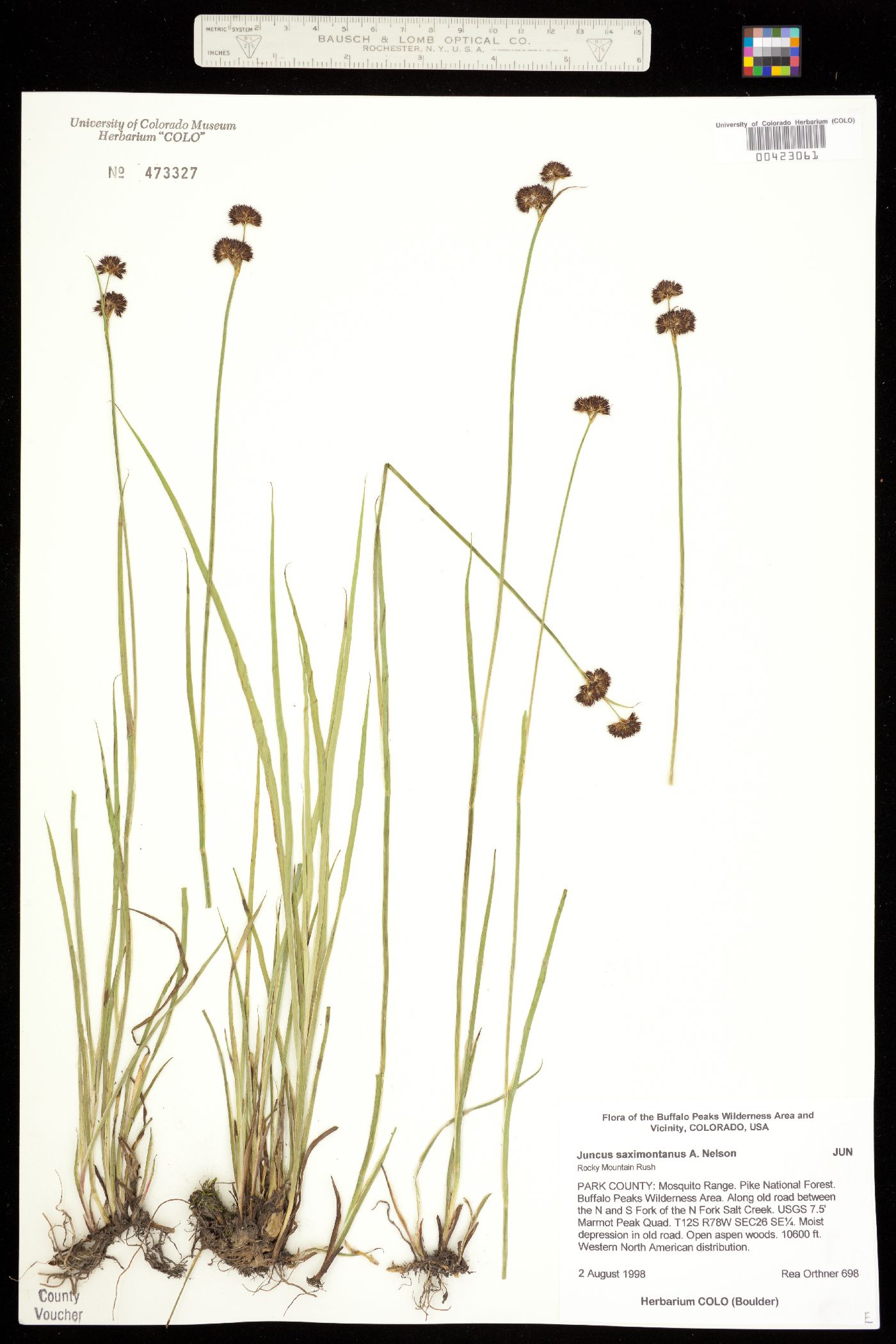 Juncus saximontanus image