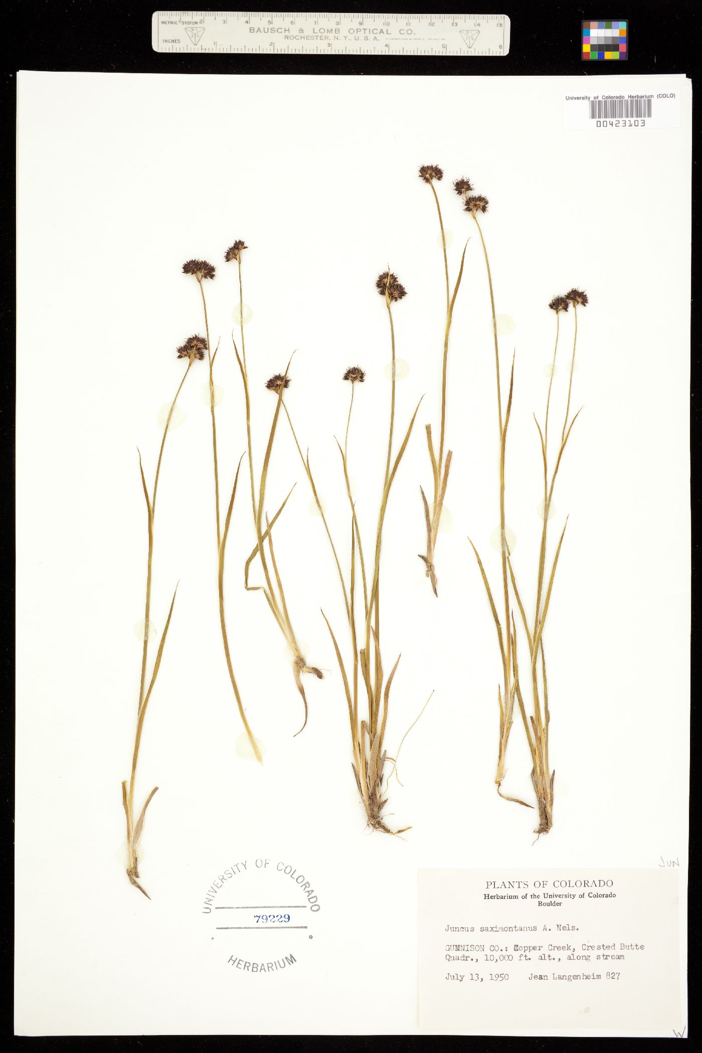 Juncus saximontanus image