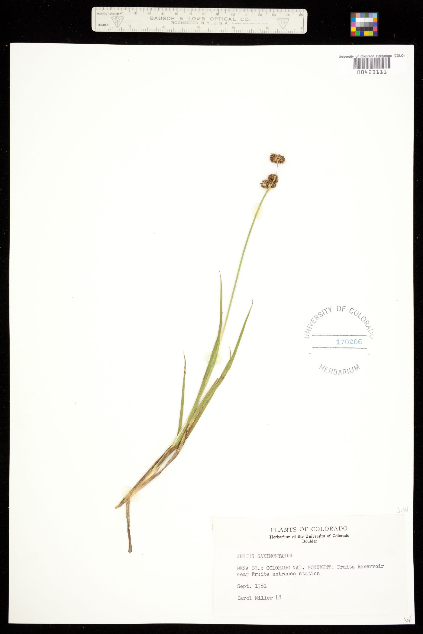 Juncus image