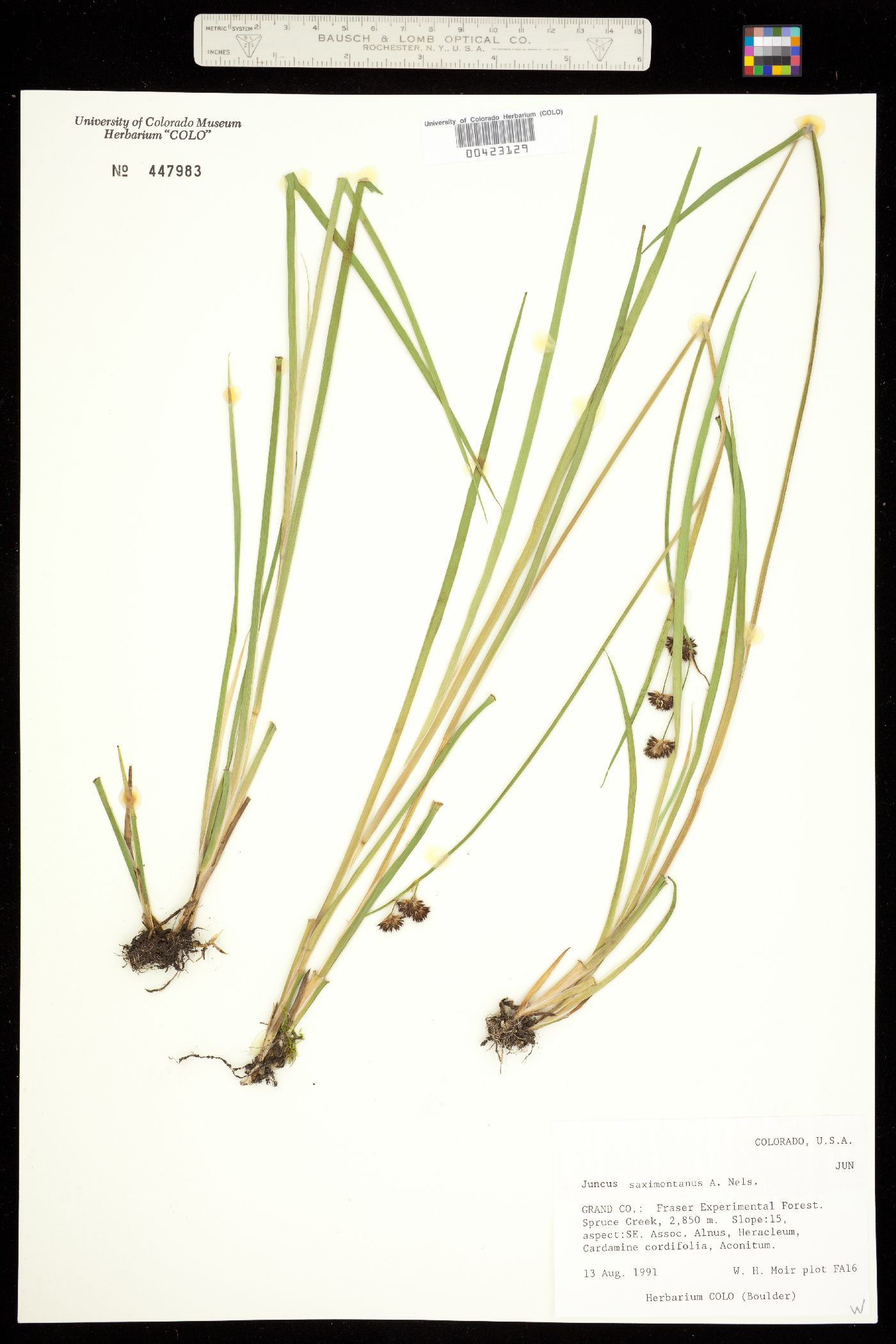 Juncus saximontanus image