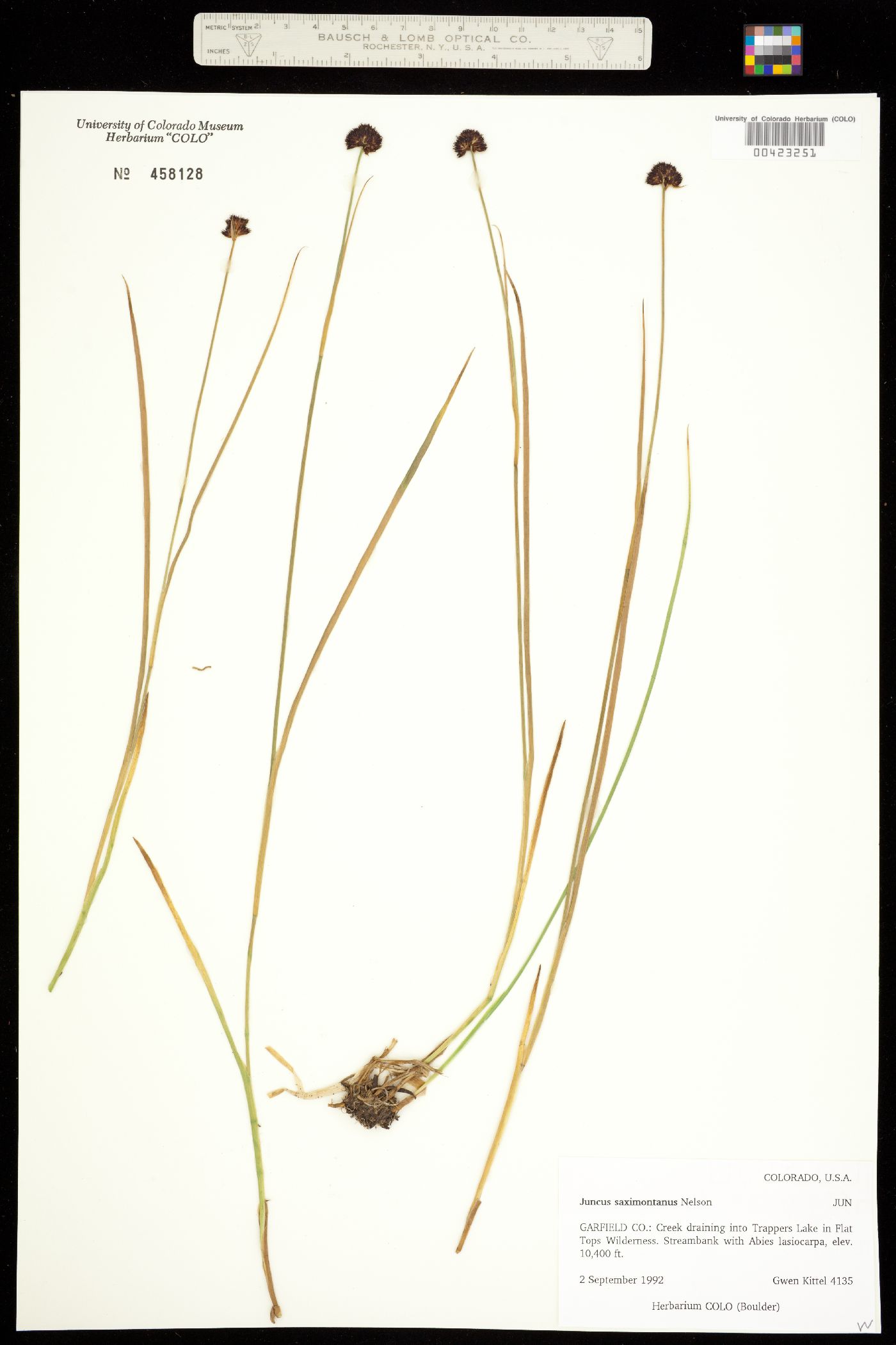 Juncus saximontanus image