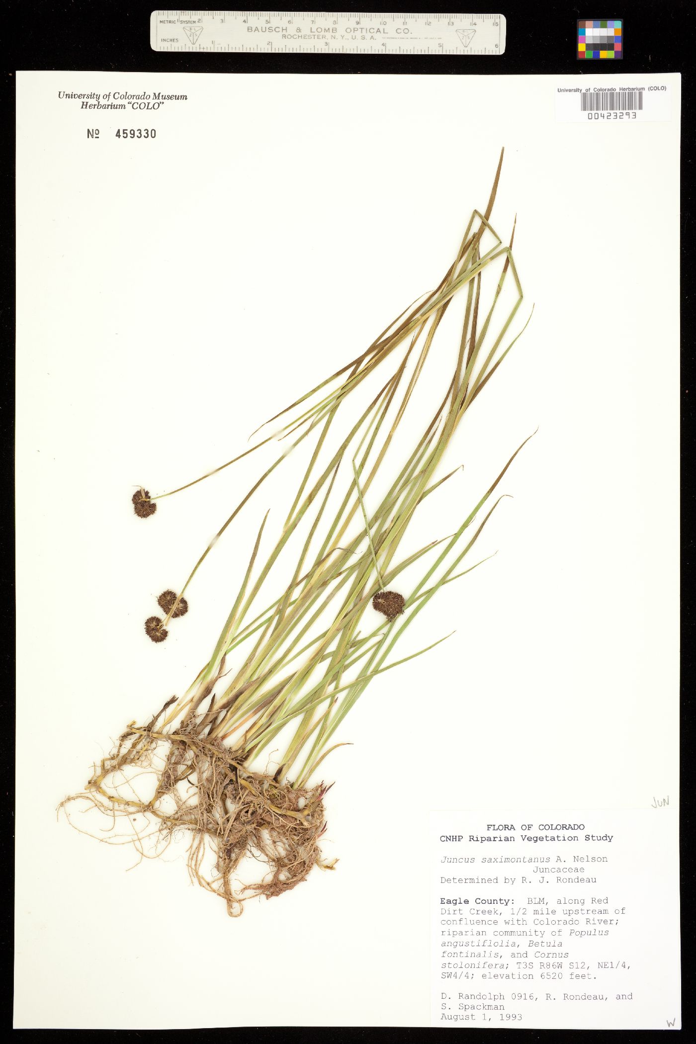 Juncus saximontanus image