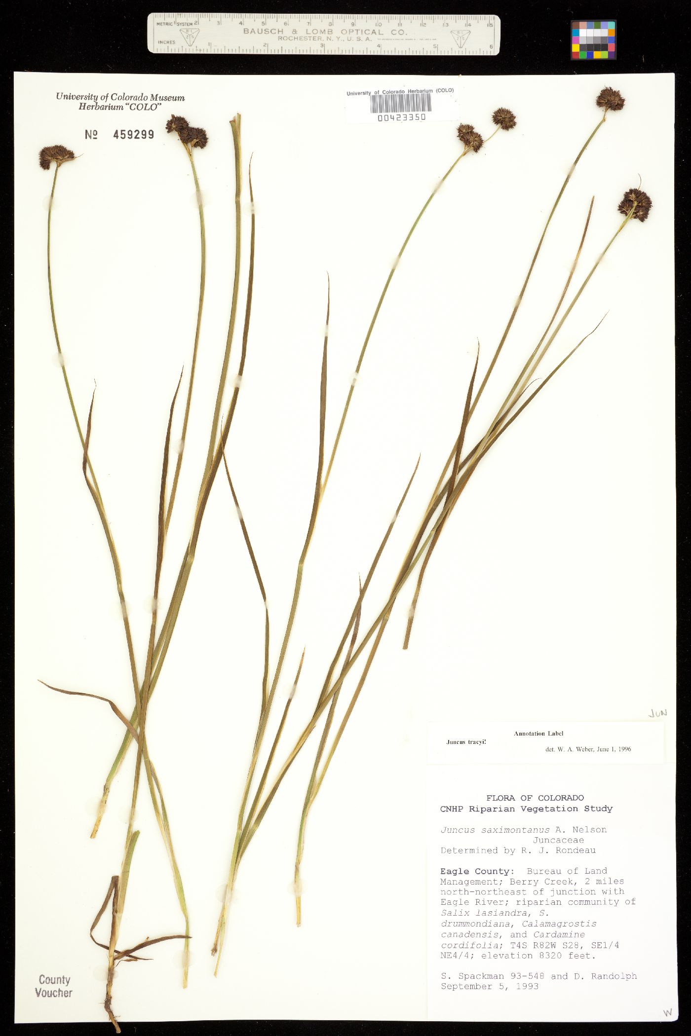 Juncus saximontanus image