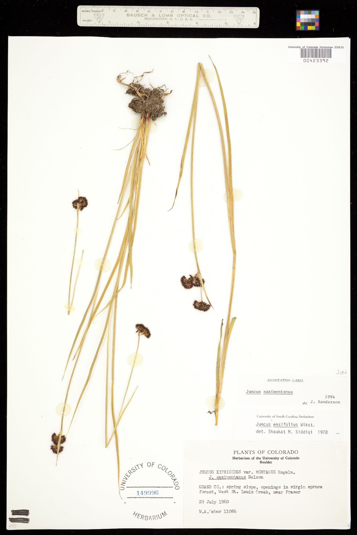 Juncus saximontanus image