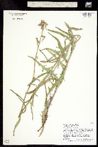 Lactuca tatarica ssp. pulchella image