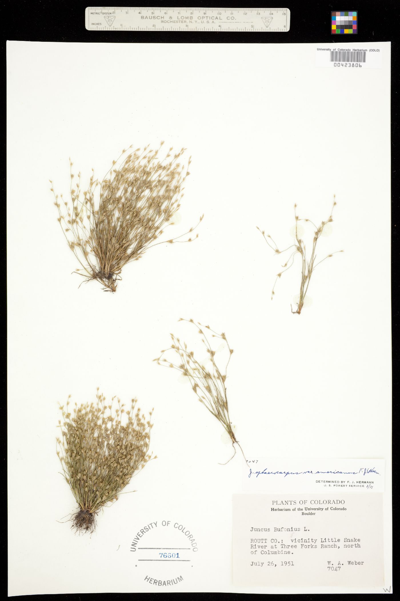 Juncus sphaerocarpus image