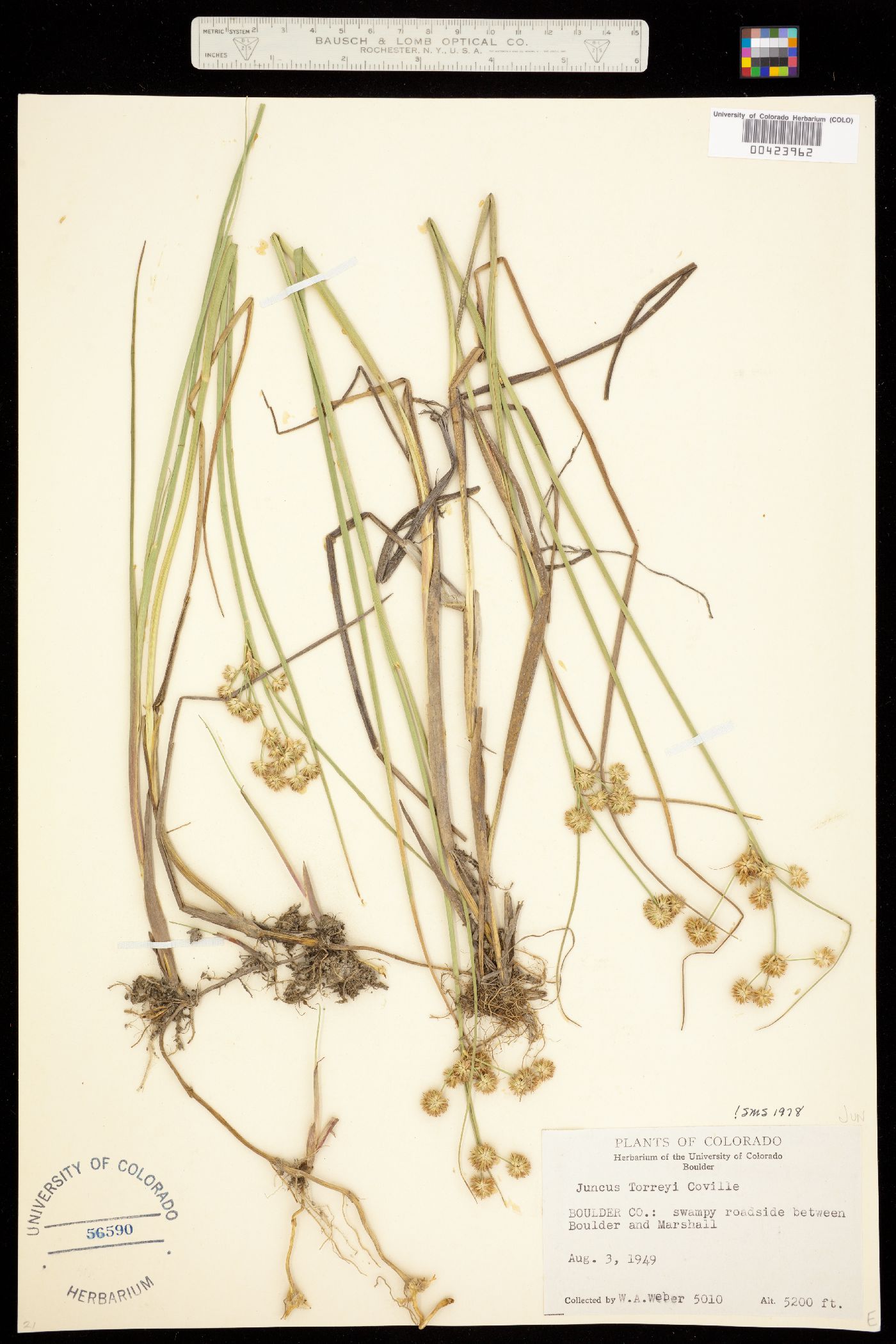 Juncus image