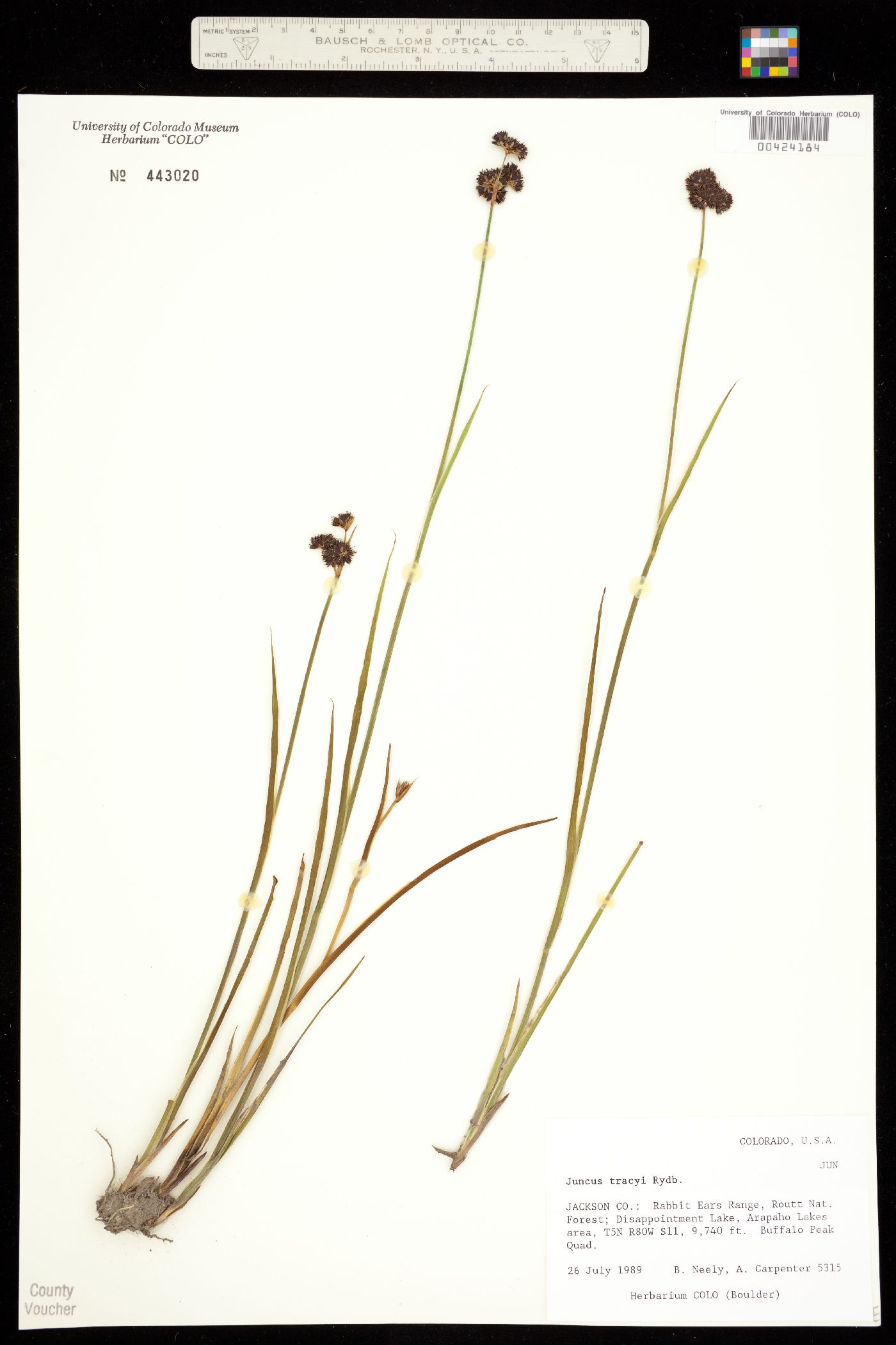 Juncus saximontanus image
