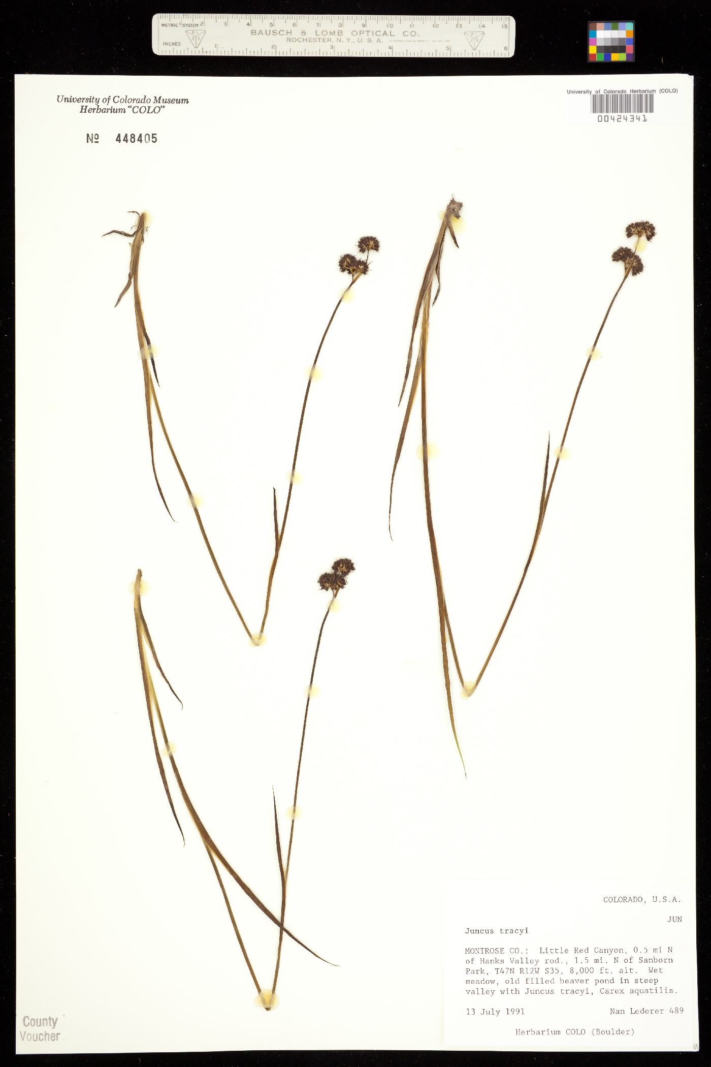 Juncus saximontanus image