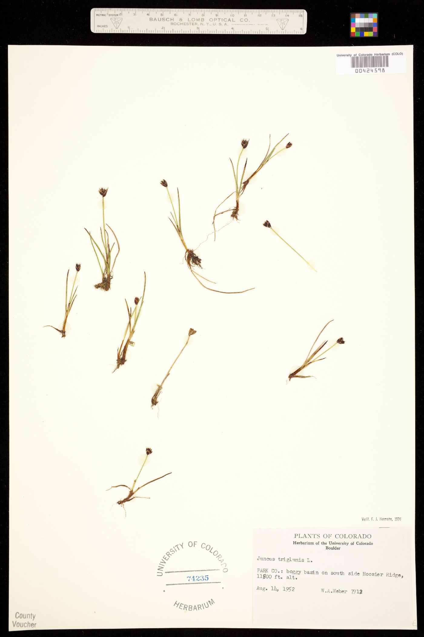 Juncus triglumis image