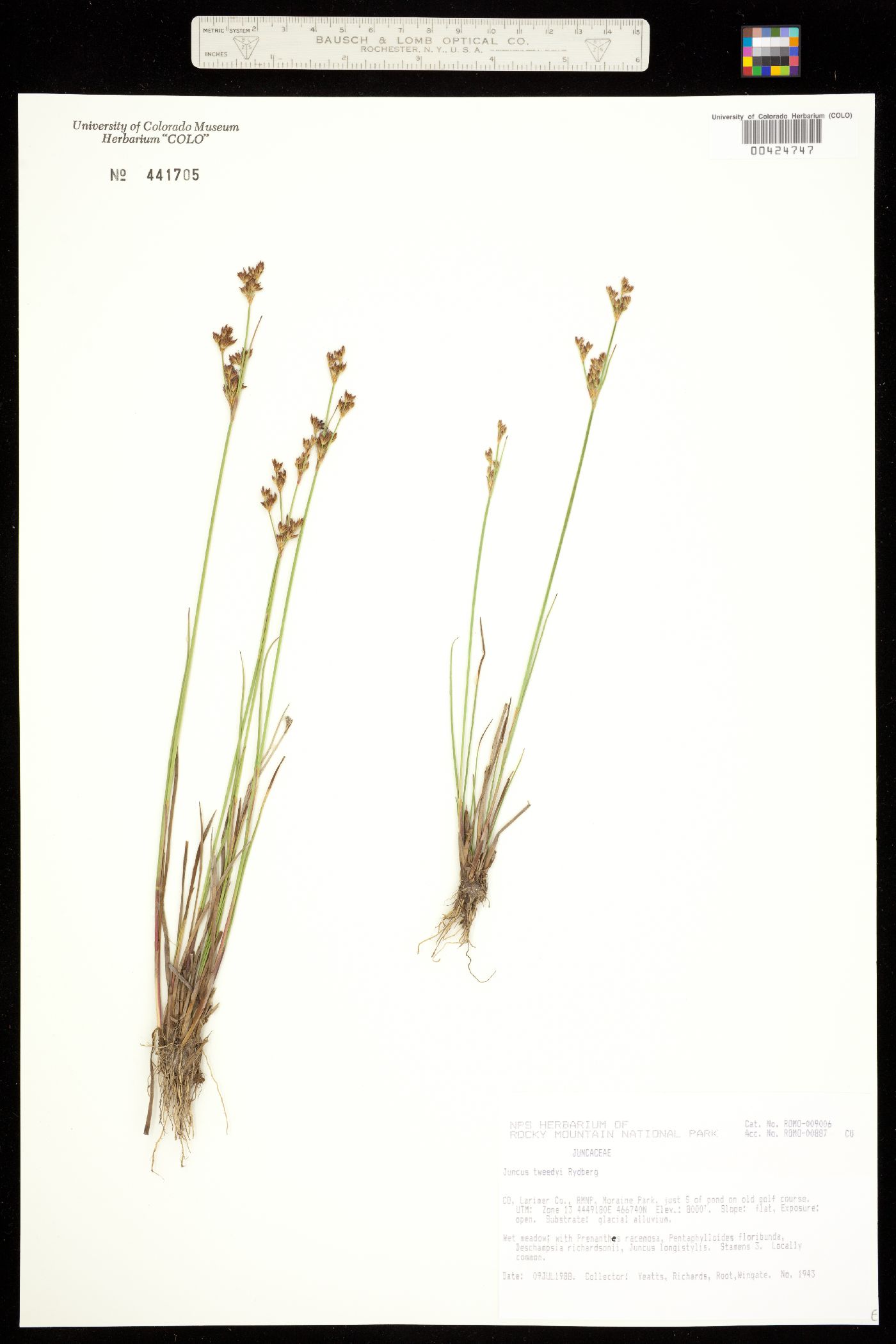 Juncus tweedyi image
