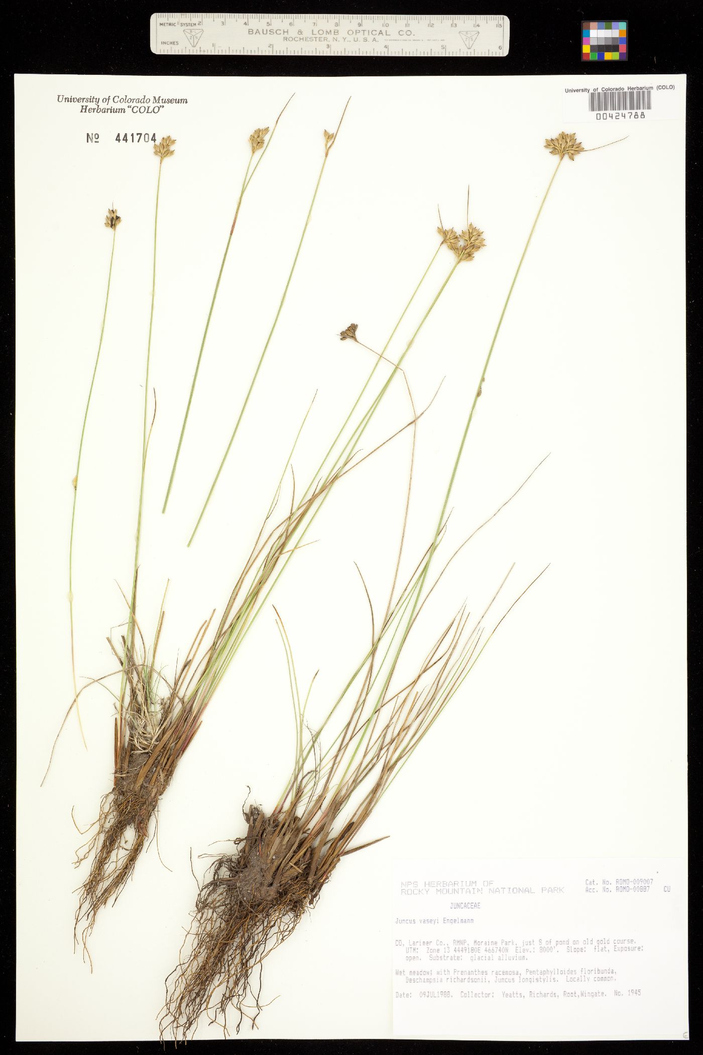 Juncus vaseyi image