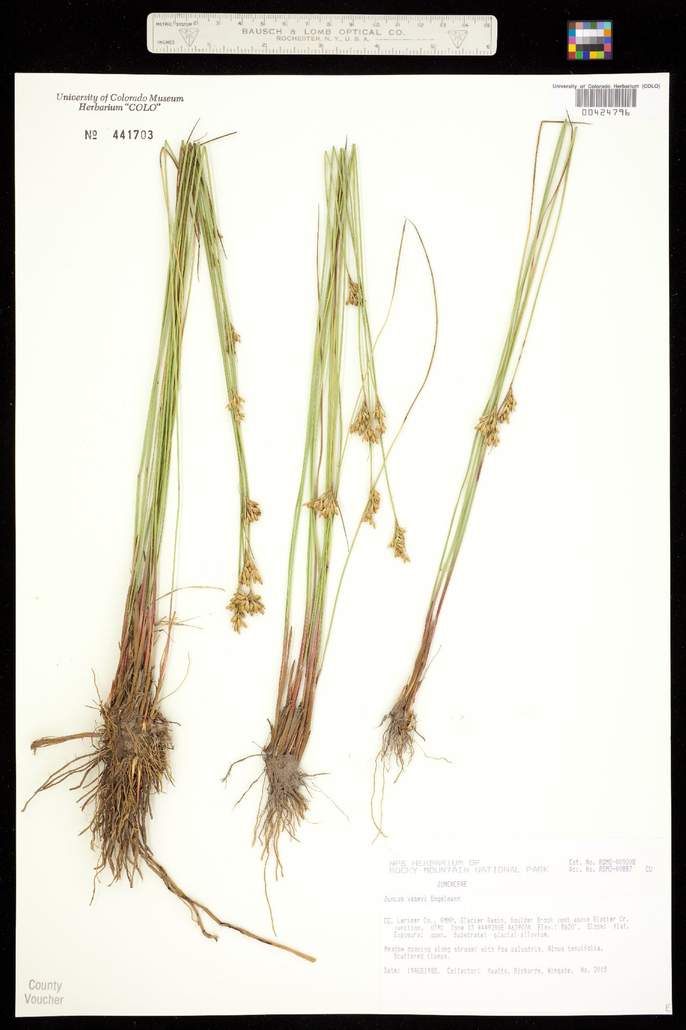 Juncus vaseyi image