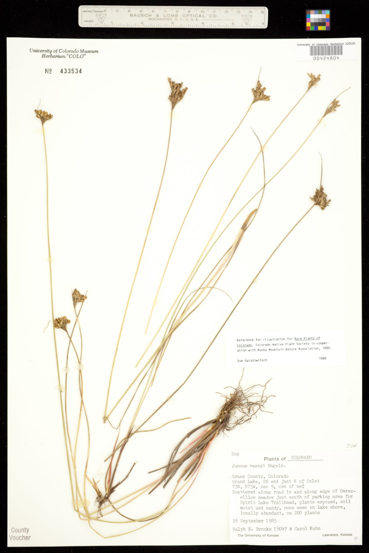 Juncus vaseyi image