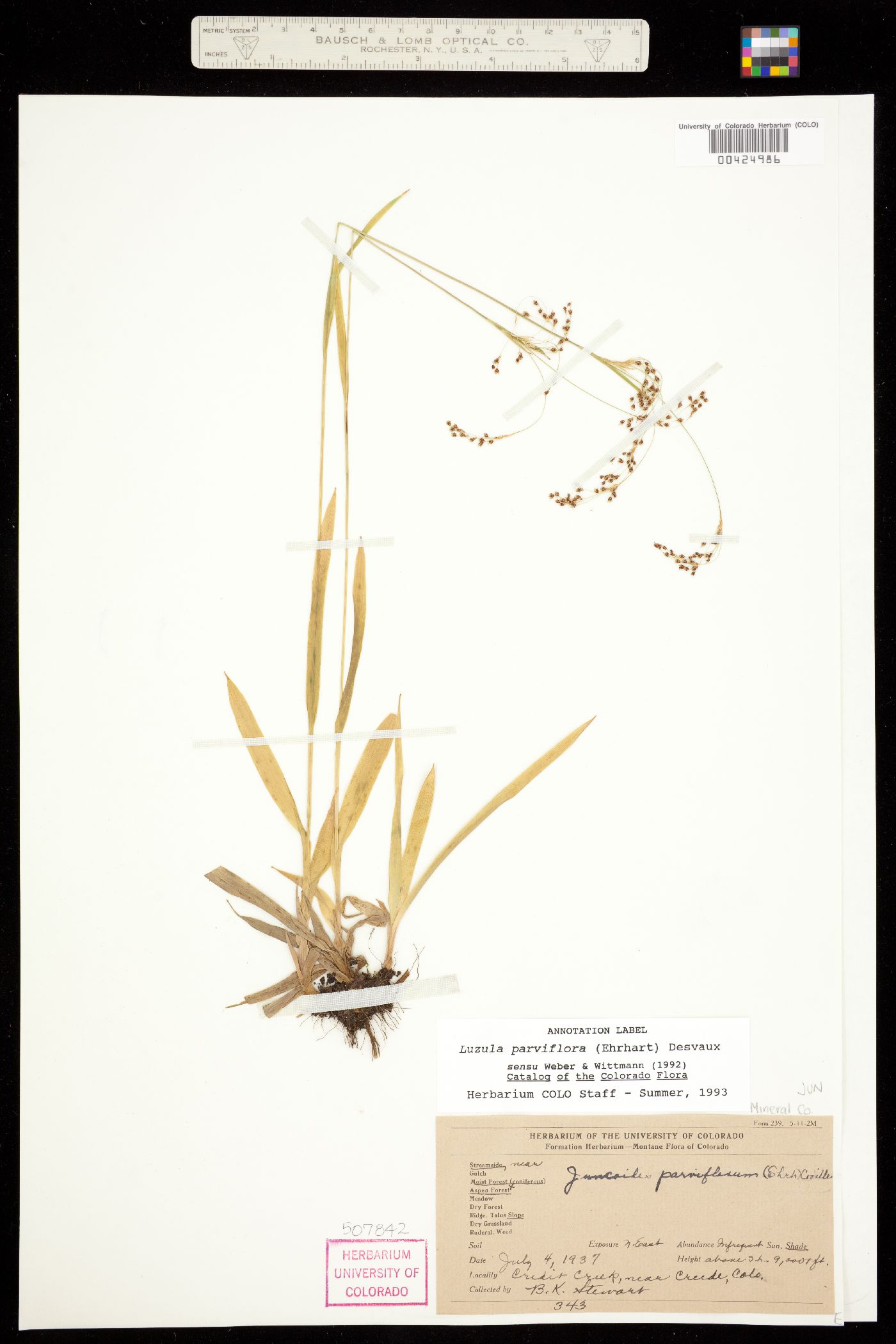 Luzula parviflora image