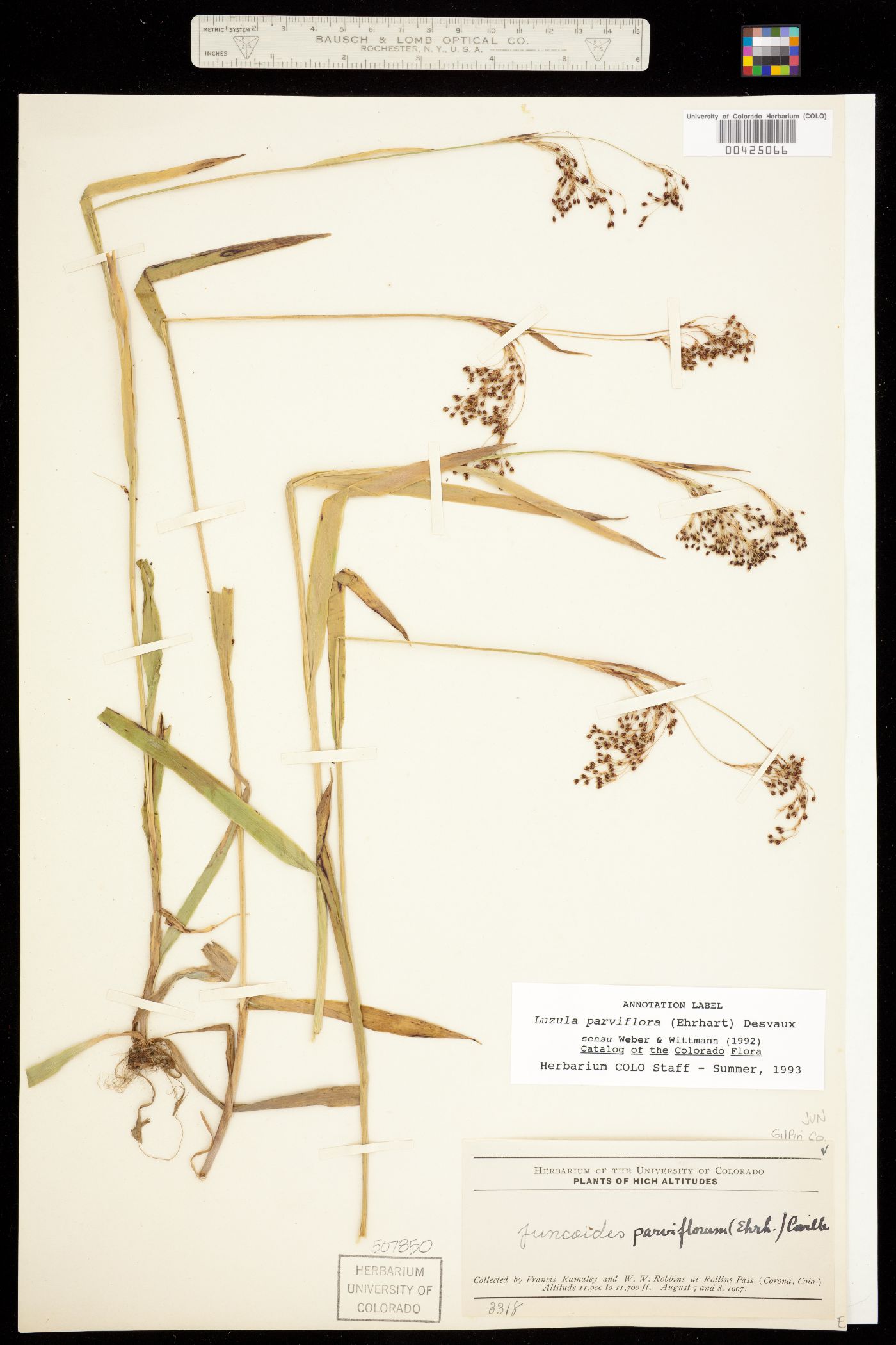 Luzula parviflora image